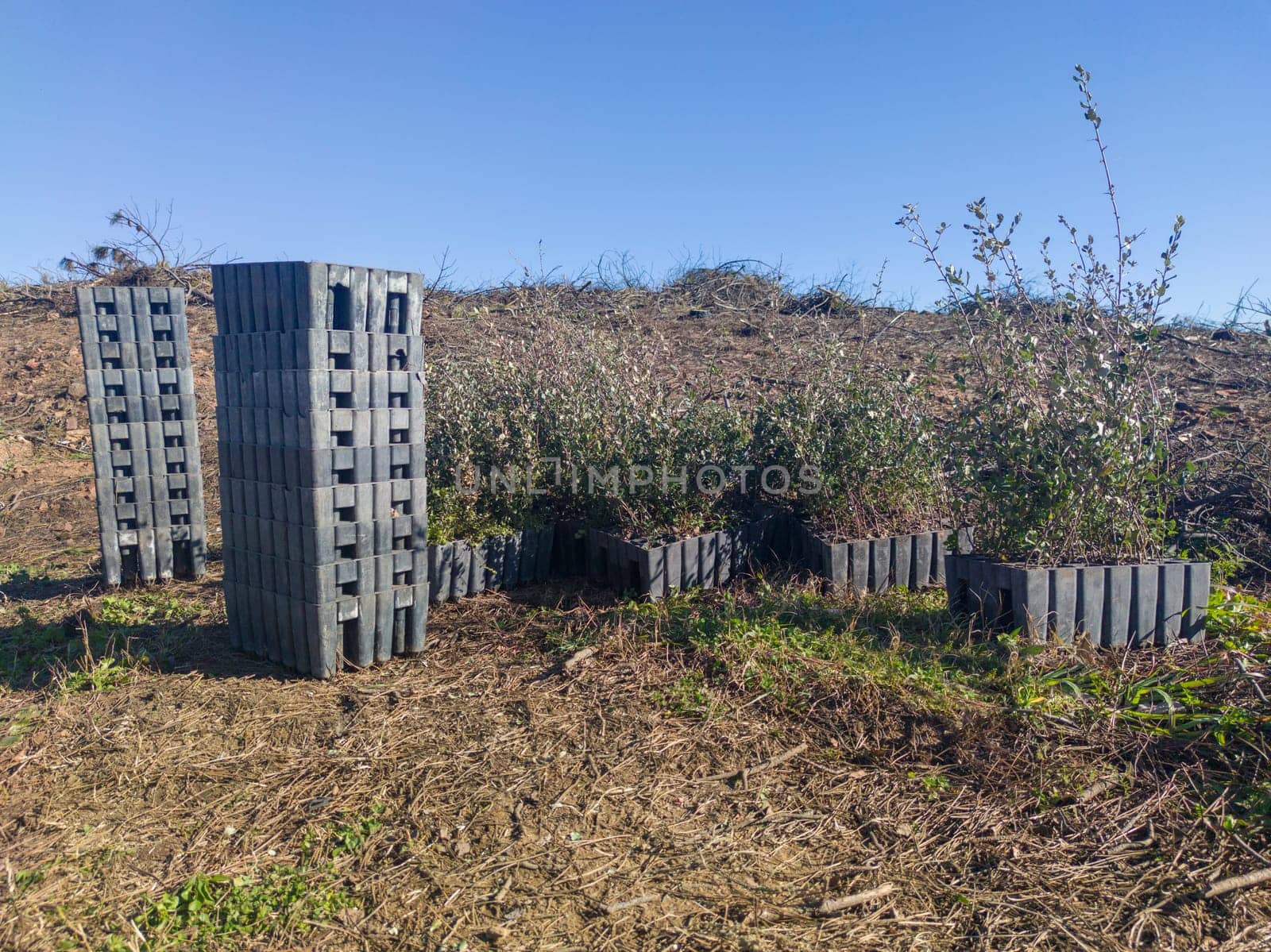 Piled sapling seedling trays with rootballs. Restocking of former forests destroyed by a wildfire