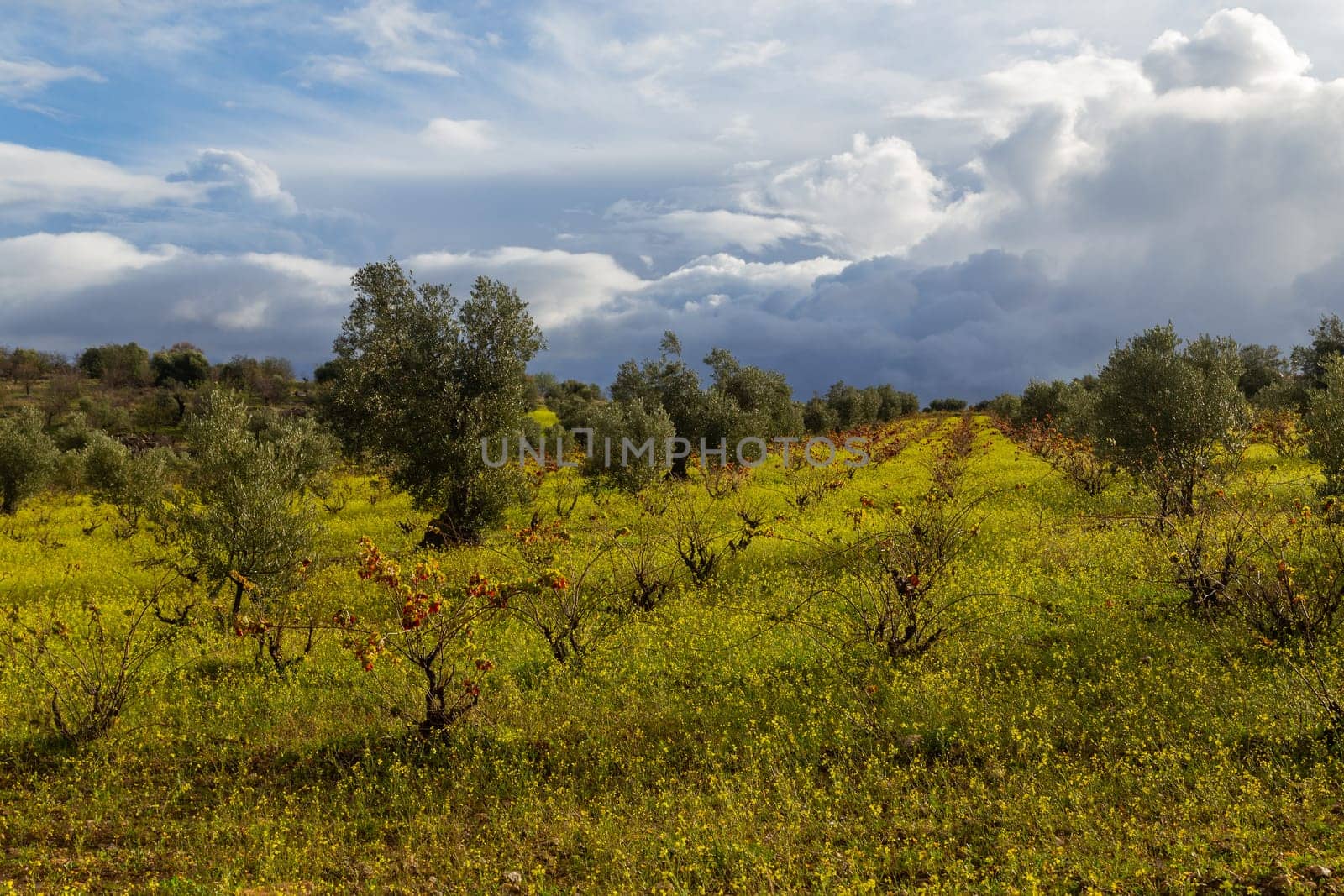 Olive trees in the fields of Extremadura near Caceres in Spain
