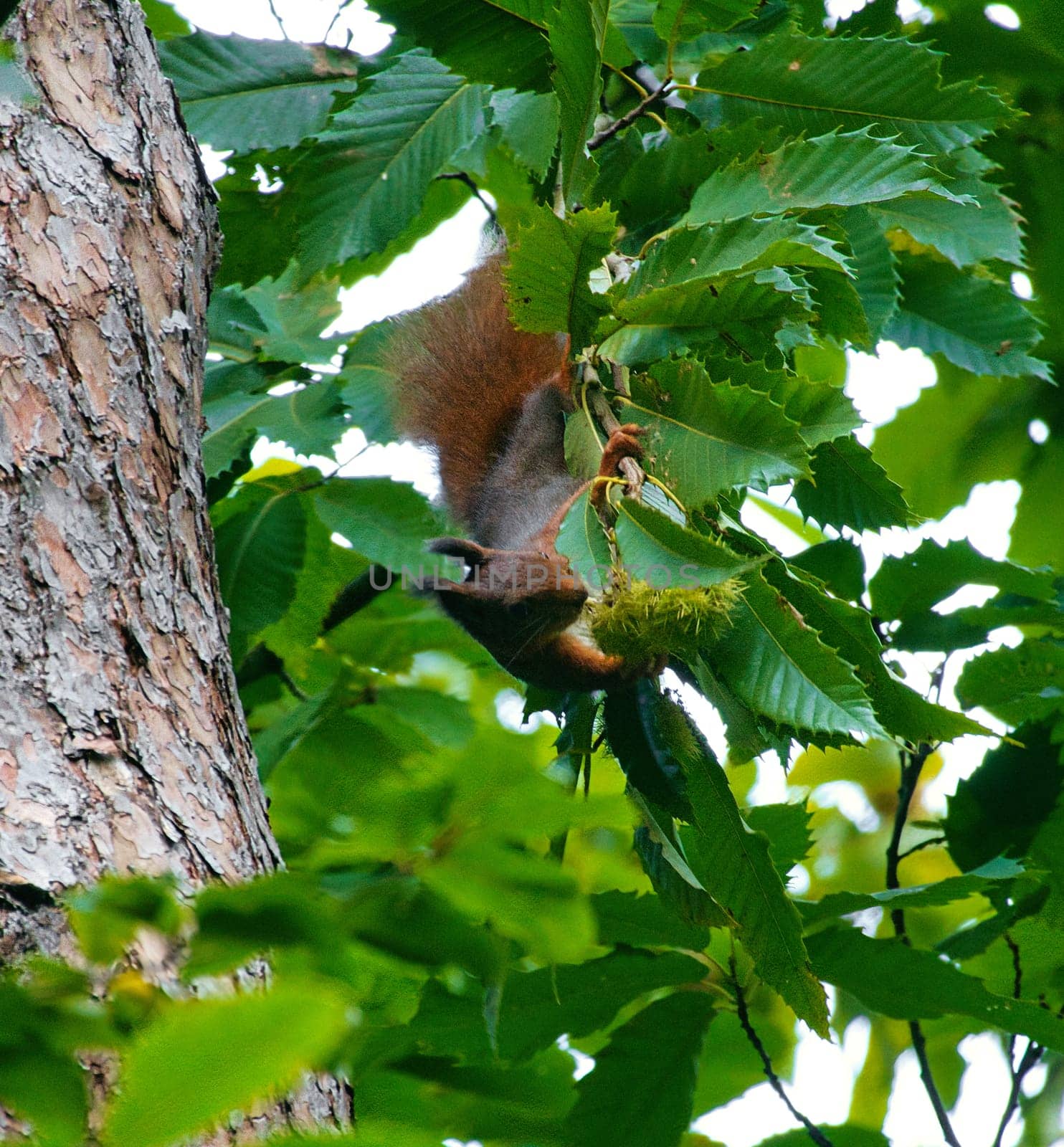 Red brown squirrel in tree between green leaves. Rodent from the wild. Animal photo from nature