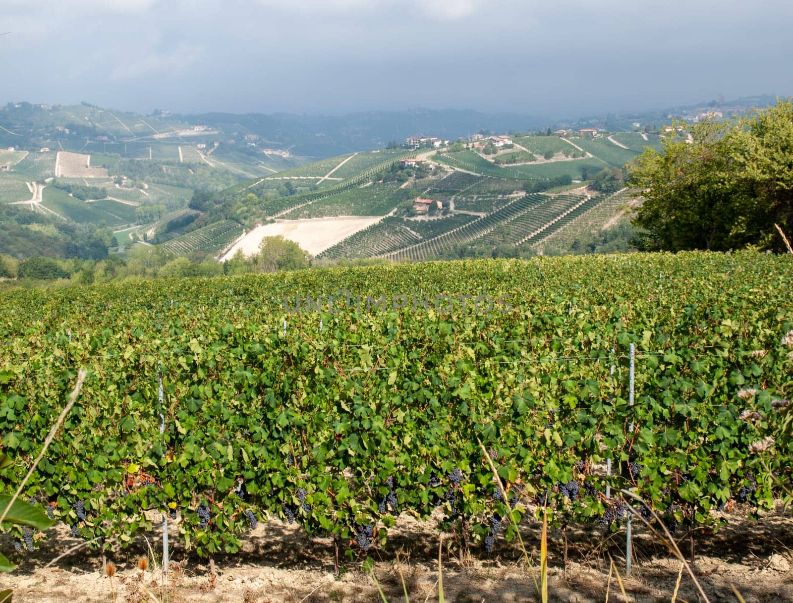 Langhe vineyards near Barolo Unesco Site, Piedmont, Italy