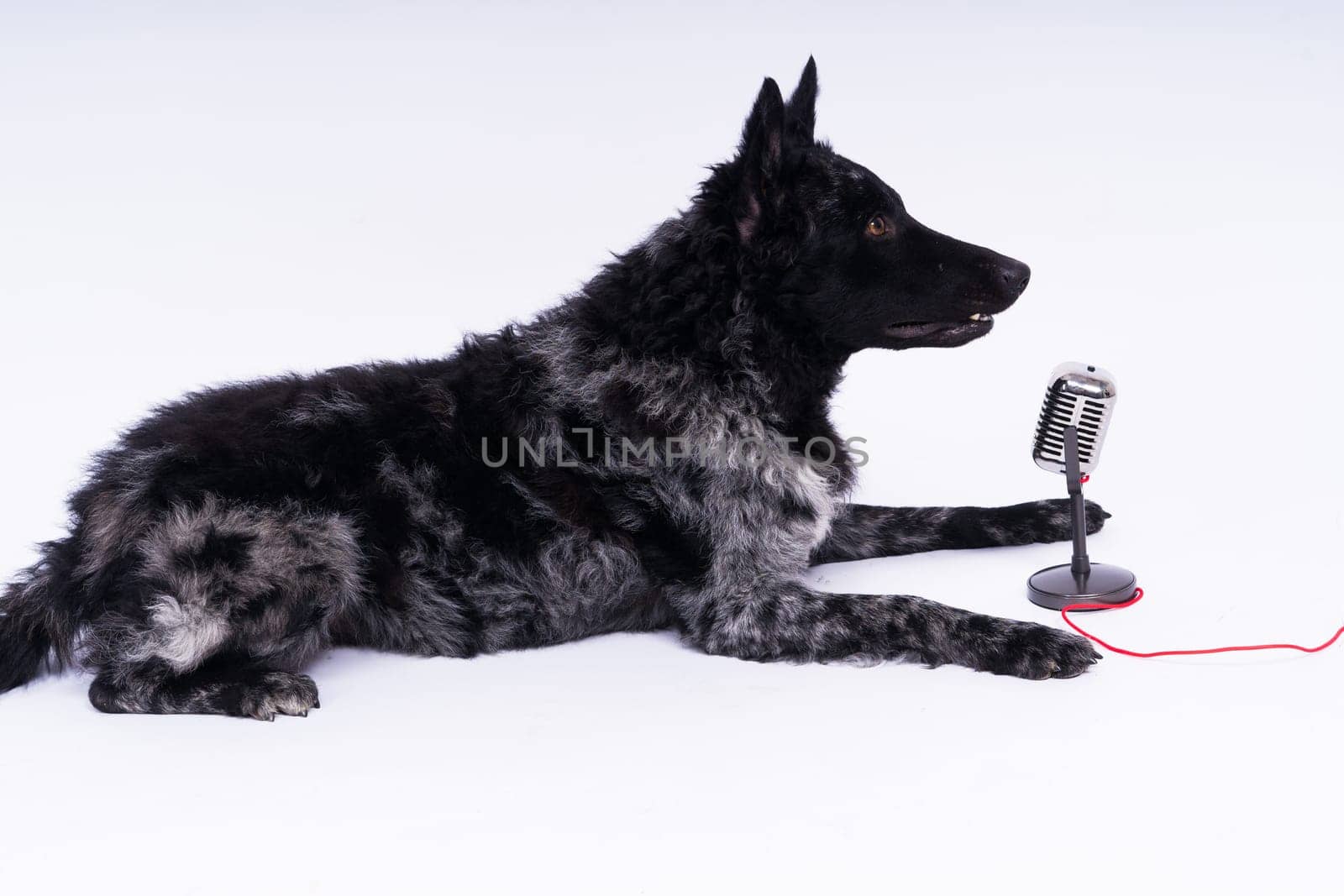 Beatiful mudi dog singing into microphone in studio ehite background