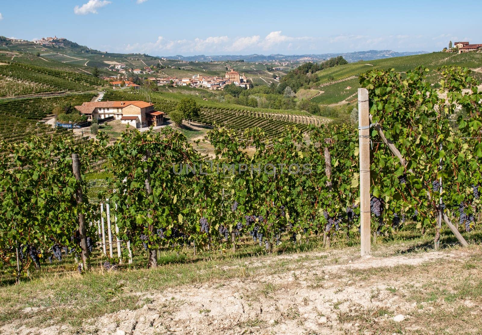Langhe vineyards near Barolo Unesco Site, Piedmont, Italy