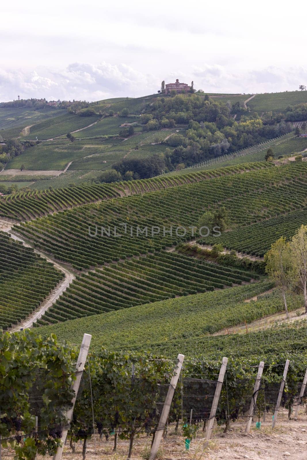 Langhe vineyards near Barolo and La Morra, Unesco Site, Piedmont, Italy