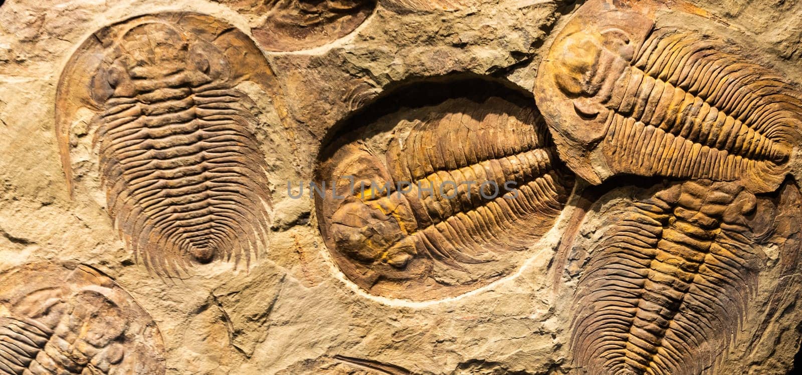 Fossil of Trilobite - Acadoparadoxides briareus - ancient fossilized arthropod on rock - paleontology background