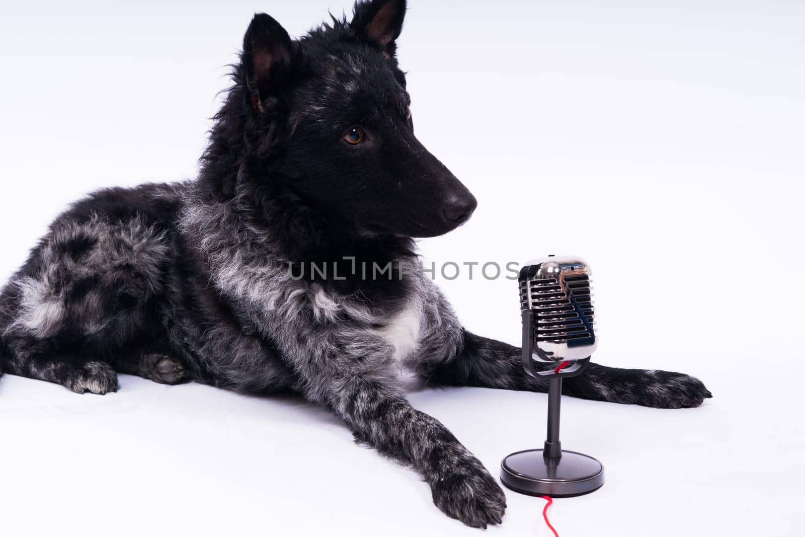 Beatiful mudi dog singing into microphone in studio ehite background