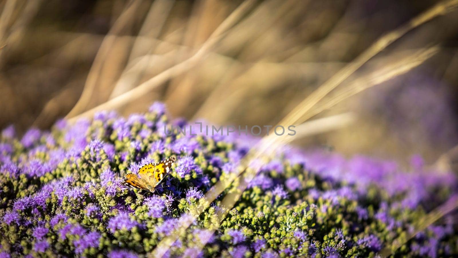 Blooming thyme in the mountains Crete, Greece. Thymus capitatus, woody perennial native to mountains of Crete, more commonly known as conehead thyme, Persian-hyssop, Spanish oregano, Thymbra capitata.