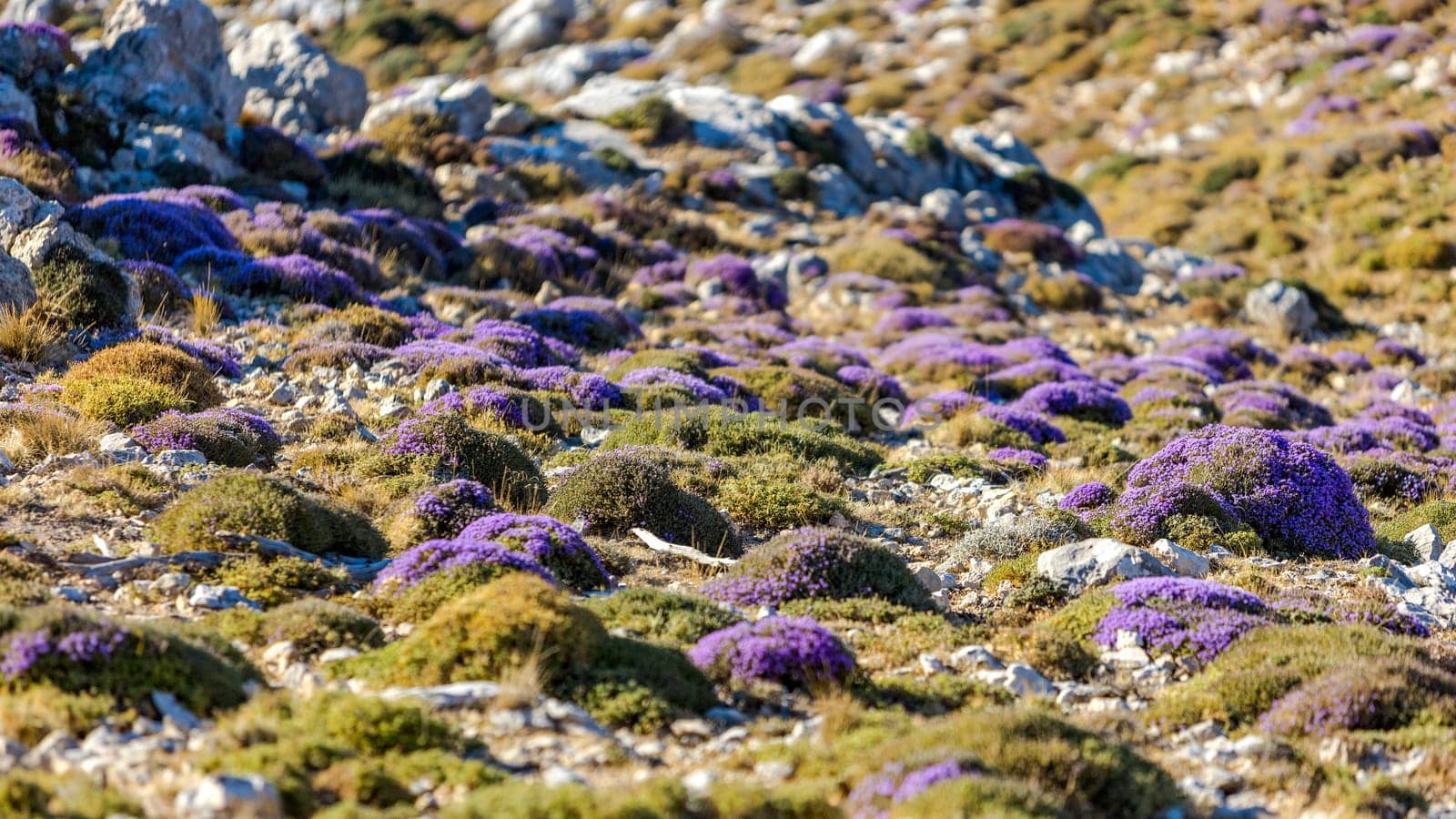Blooming thyme in the mountains Crete, Greece. Thymus capitatus, woody perennial native to mountains of Crete, more commonly known as conehead thyme, Persian-hyssop, Spanish oregano, Thymbra capitata.