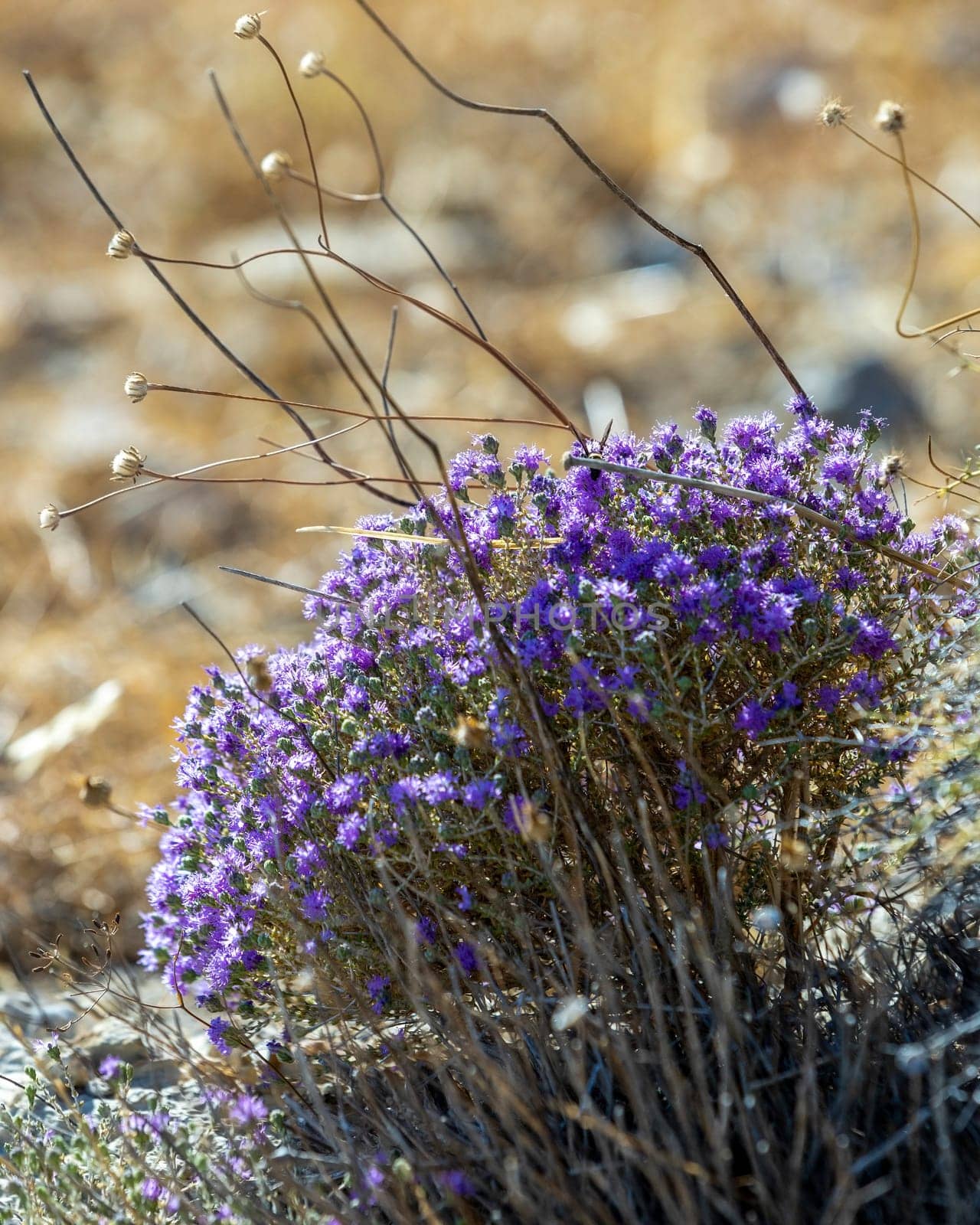 Blooming thyme in the mountains Crete, Greece. Thymus capitatus, woody perennial native to mountains of Crete, more commonly known as conehead thyme, Persian-hyssop, Spanish oregano, Thymbra capitata.