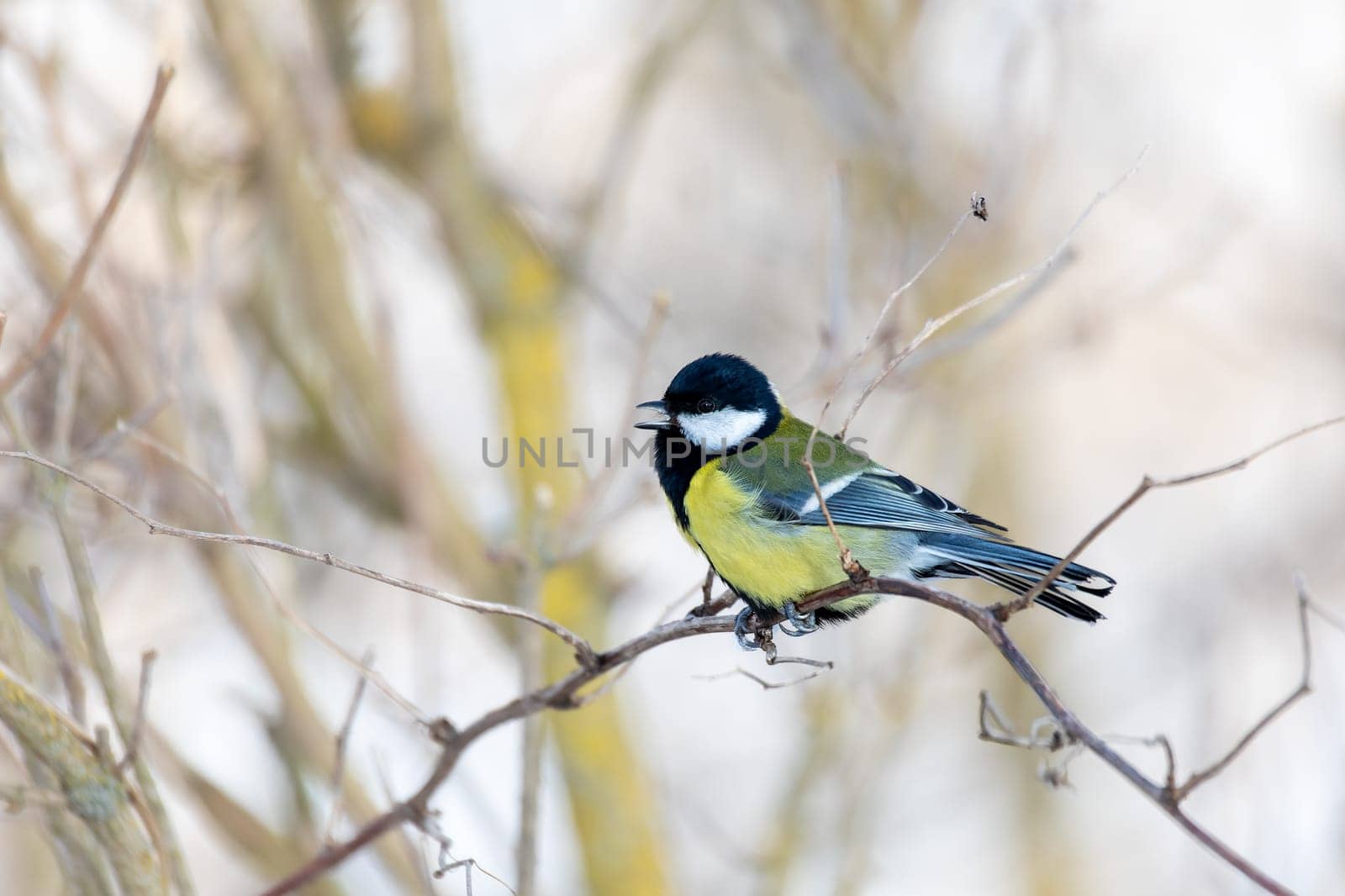 Common european bird Eurasian blue tit (Cyanistes caeruleus) in the winter nature perched on tree branch. Czech Republic wildlife