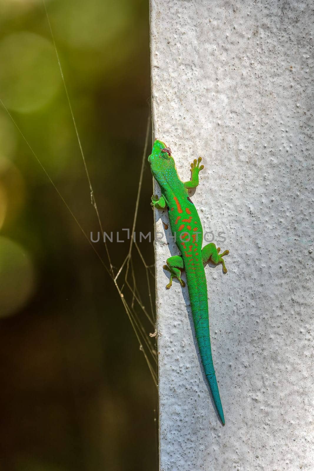 Phelsuma quadriocellata is a species of gecko known by the common name peacock day gecko, Endemic lizard in Ranomafana National Park. Madagascar wildlife animal.