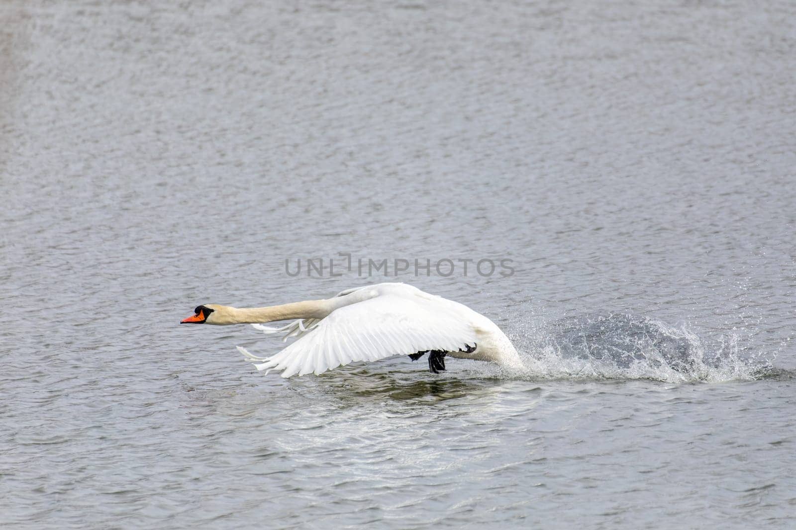 Wild bird mute swan (Cygnus olor) flying in winter on snowy landscape, Czech Republic Europe wildlife