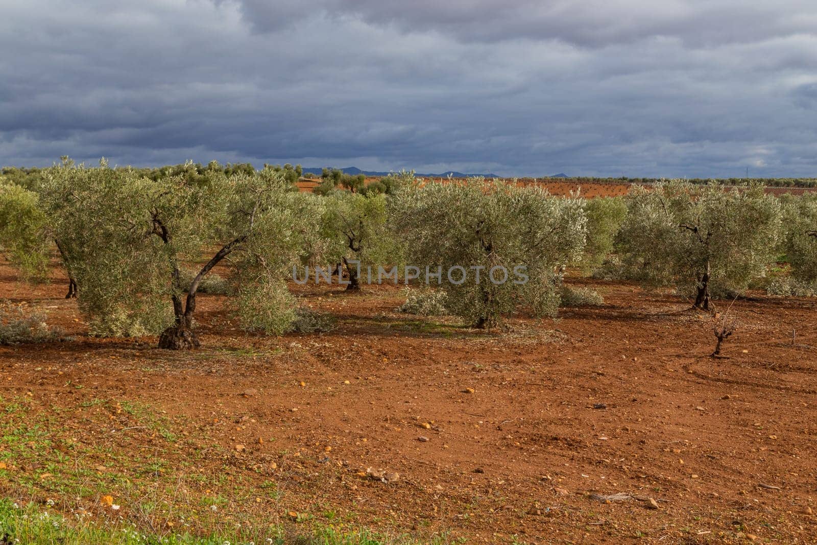 Olive trees in the fields of Extremadura near Caceres in Spain