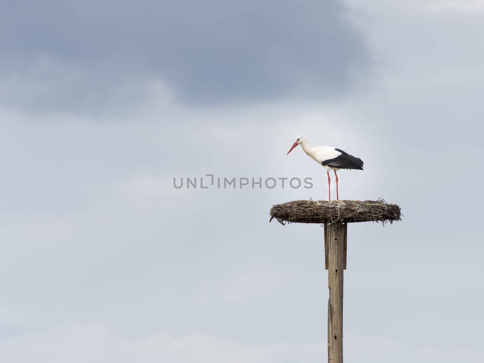 Stork in his nest on a pole