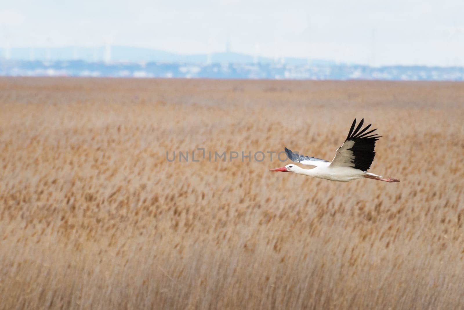 European stork flying over some reeds on lake Neusiedlersee in Burgenland