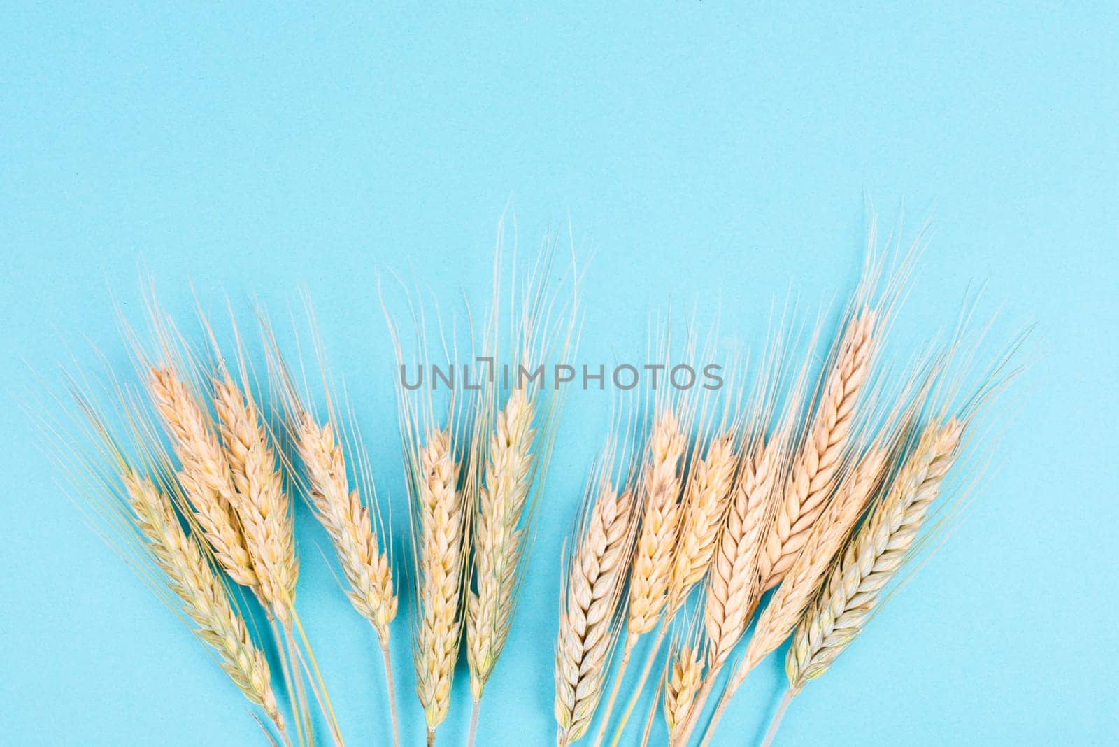 Wheat crop on a blue background, food harvest in the summer, golden straw