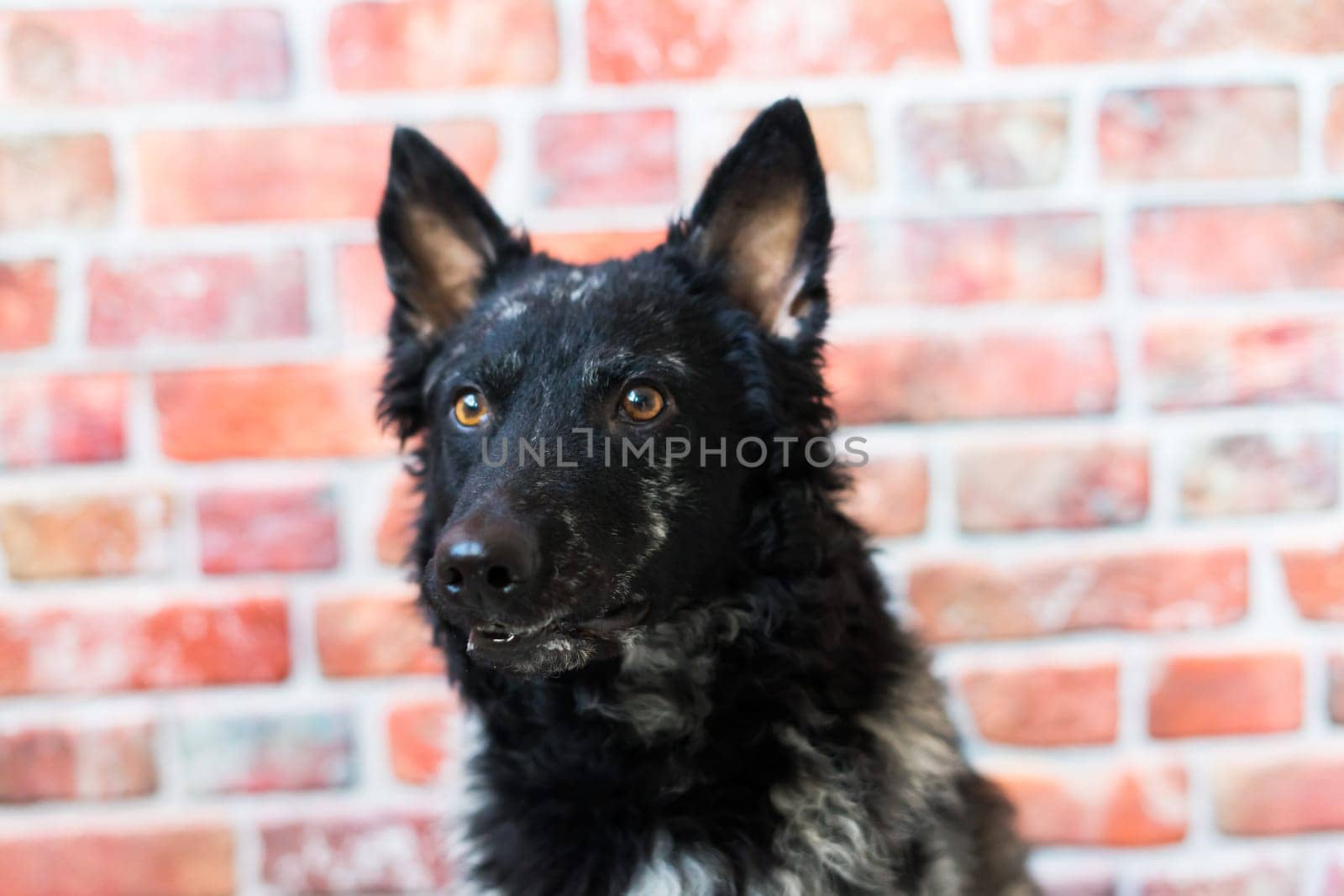 Black White Dog on back brick wall, mudi, a studio shot