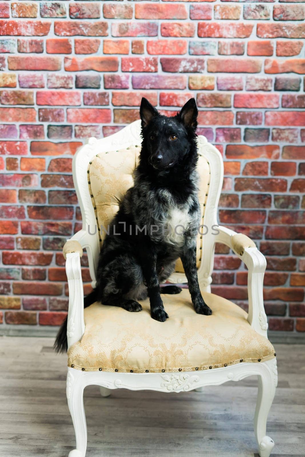 Black White Dog on back brick wall, mudi, a studio shot