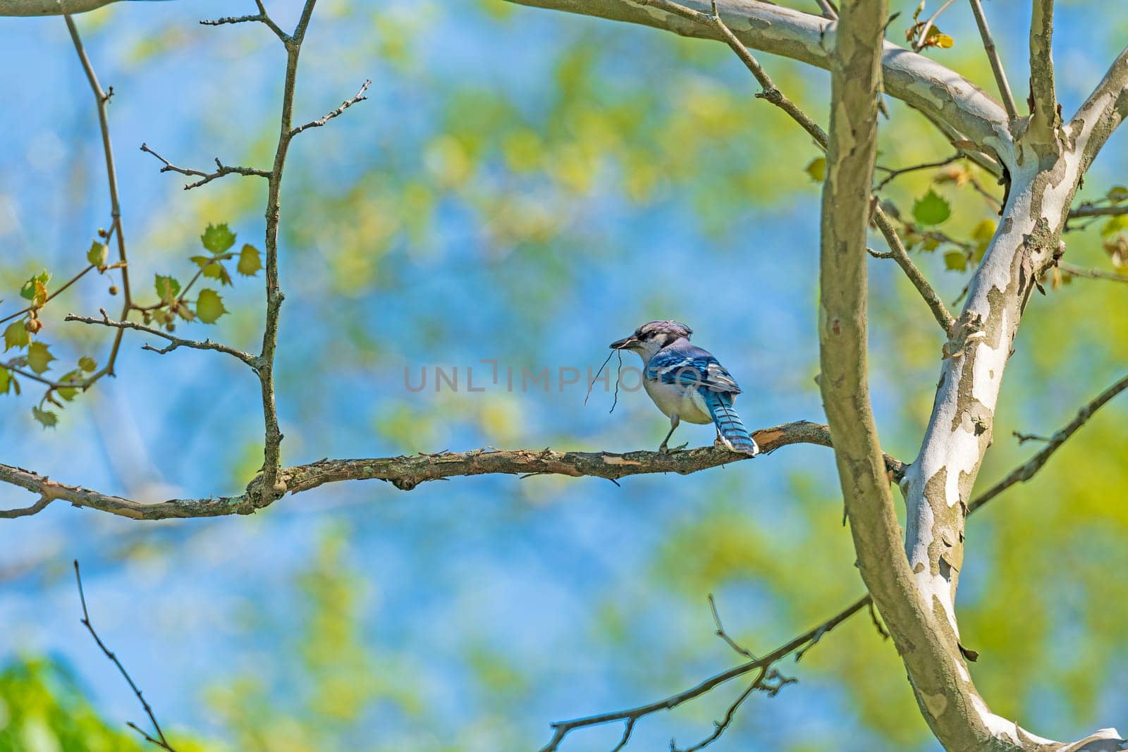 Blue Jay Gathering Twigs For a Nest in Cuyahoga Valley National Park in Ohio