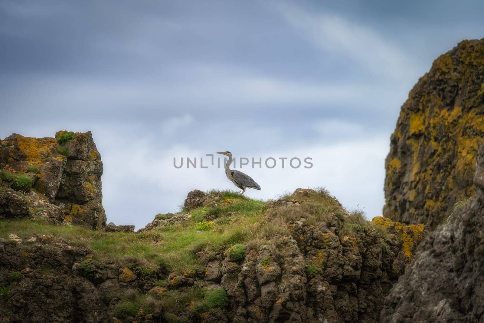 Grey Heron, Latin name Ardea Cinerea, standing still on the rocks of Irish coast, County Antrim, Northern Ireland