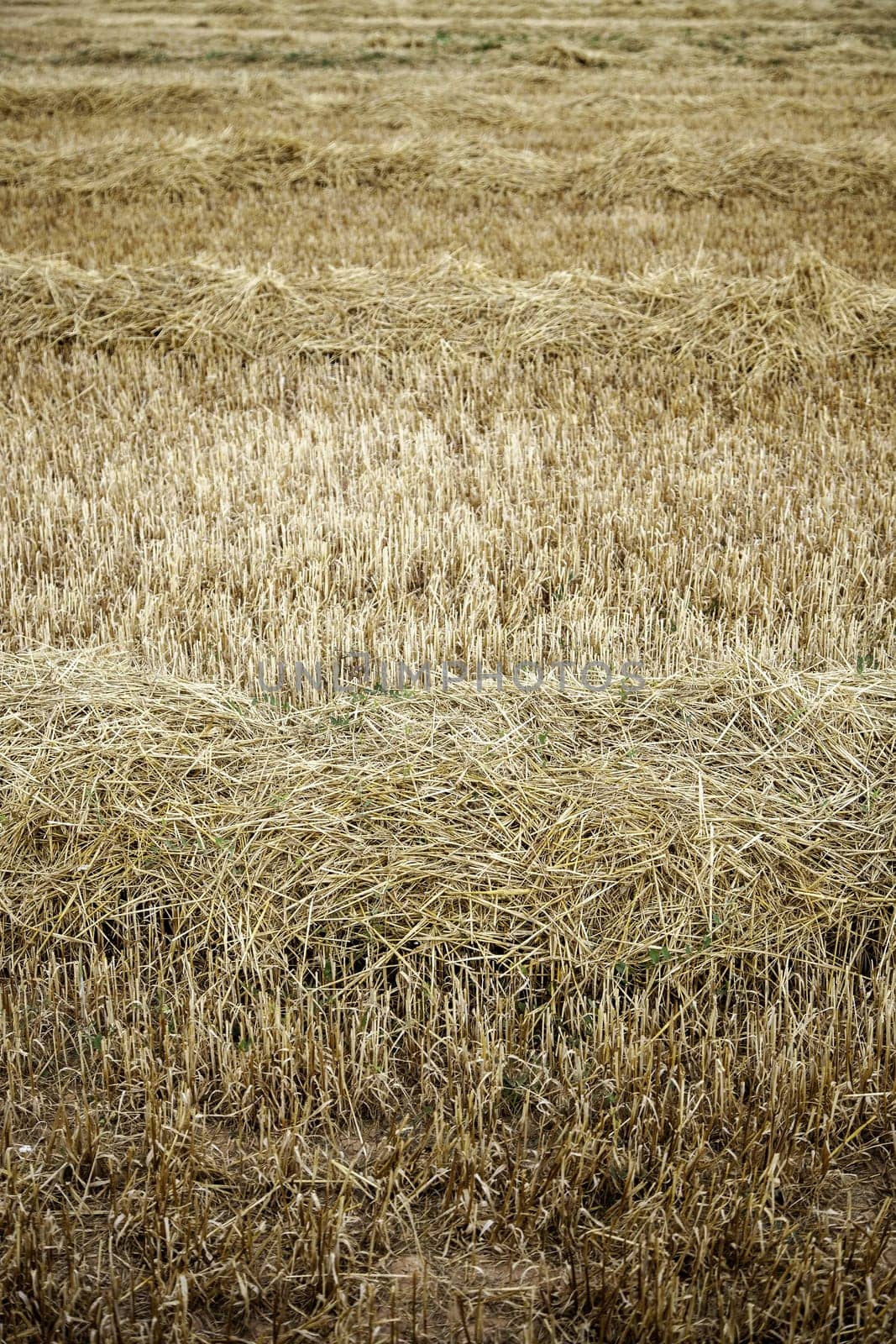 Detail of fresh cereal field in nature