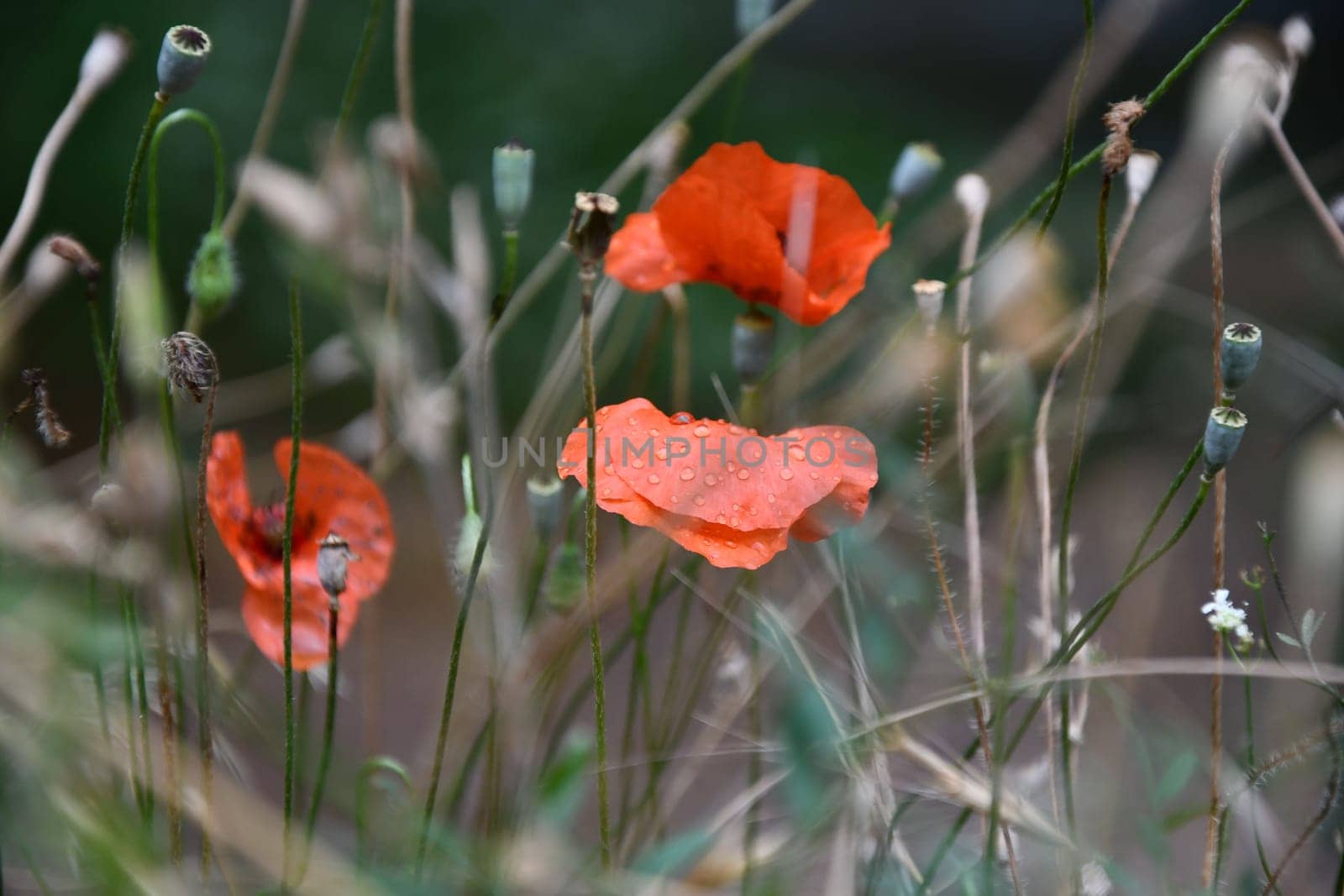 Closeup shot of the red poppies in the Ihlara valley in Aksaray, Central Anatolia, Turkey