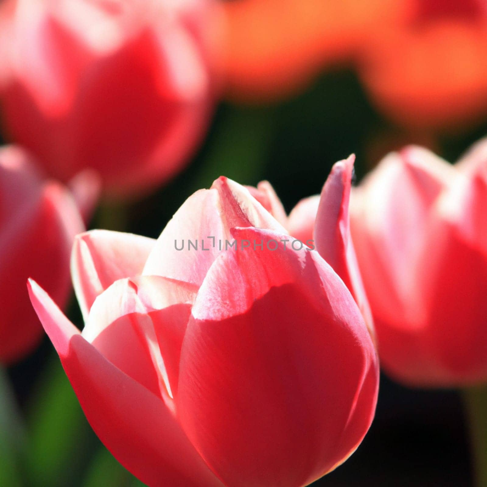 tulip Tulipa bulbous herbs in lily family Liliaceae. Tulips, garden flowers, cultivars and varieties. Flowers delicate bright reddish red color. Beautiful buds. Landscaping. Variety Darwin hybrids