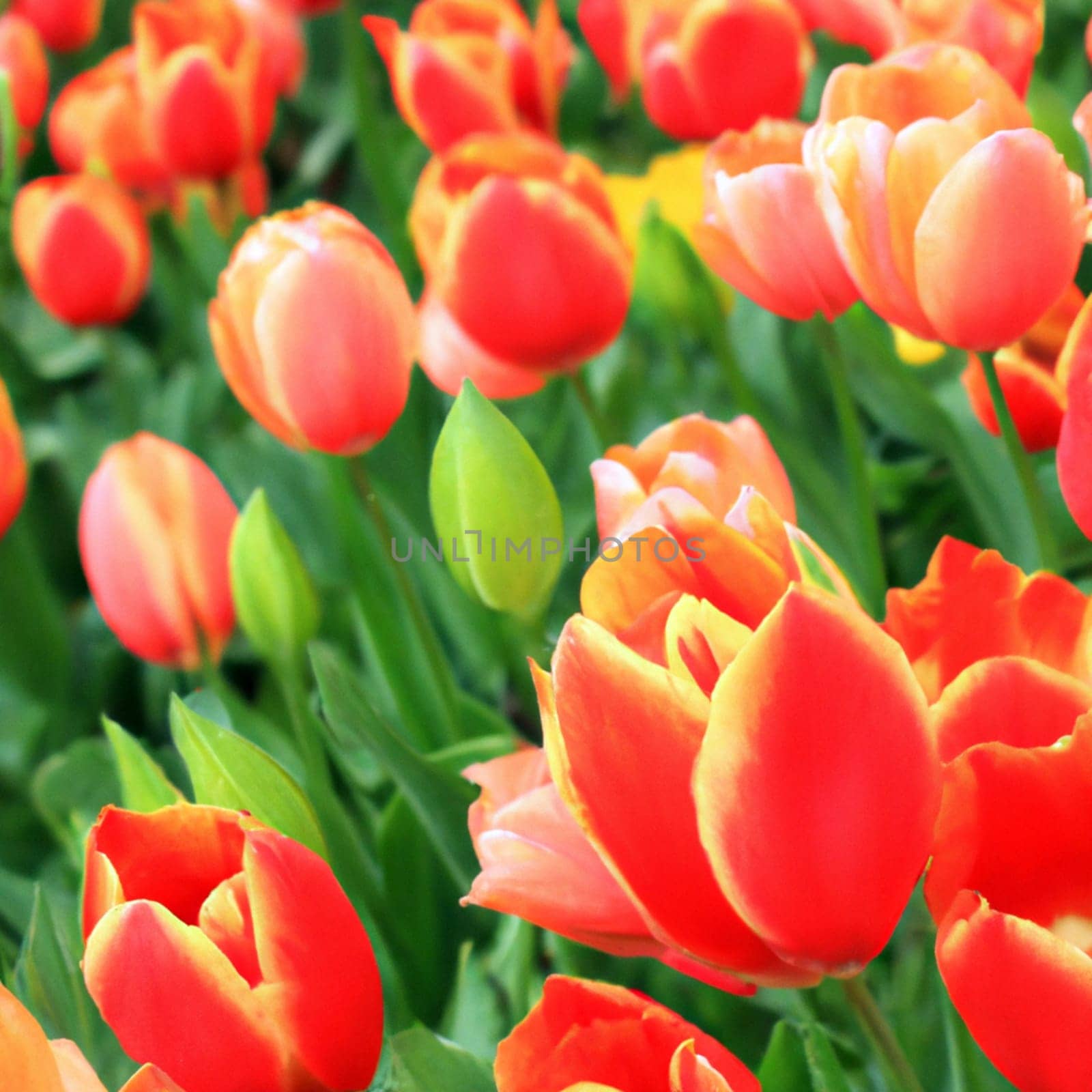 tulip Tulipa, bulbous herbs in the lily family Liliaceae. Tulips, garden flowers, cultivars and varieties have been developed. Flowers delicate pink yellow. Beautiful buds. Landscaping, flowerbed