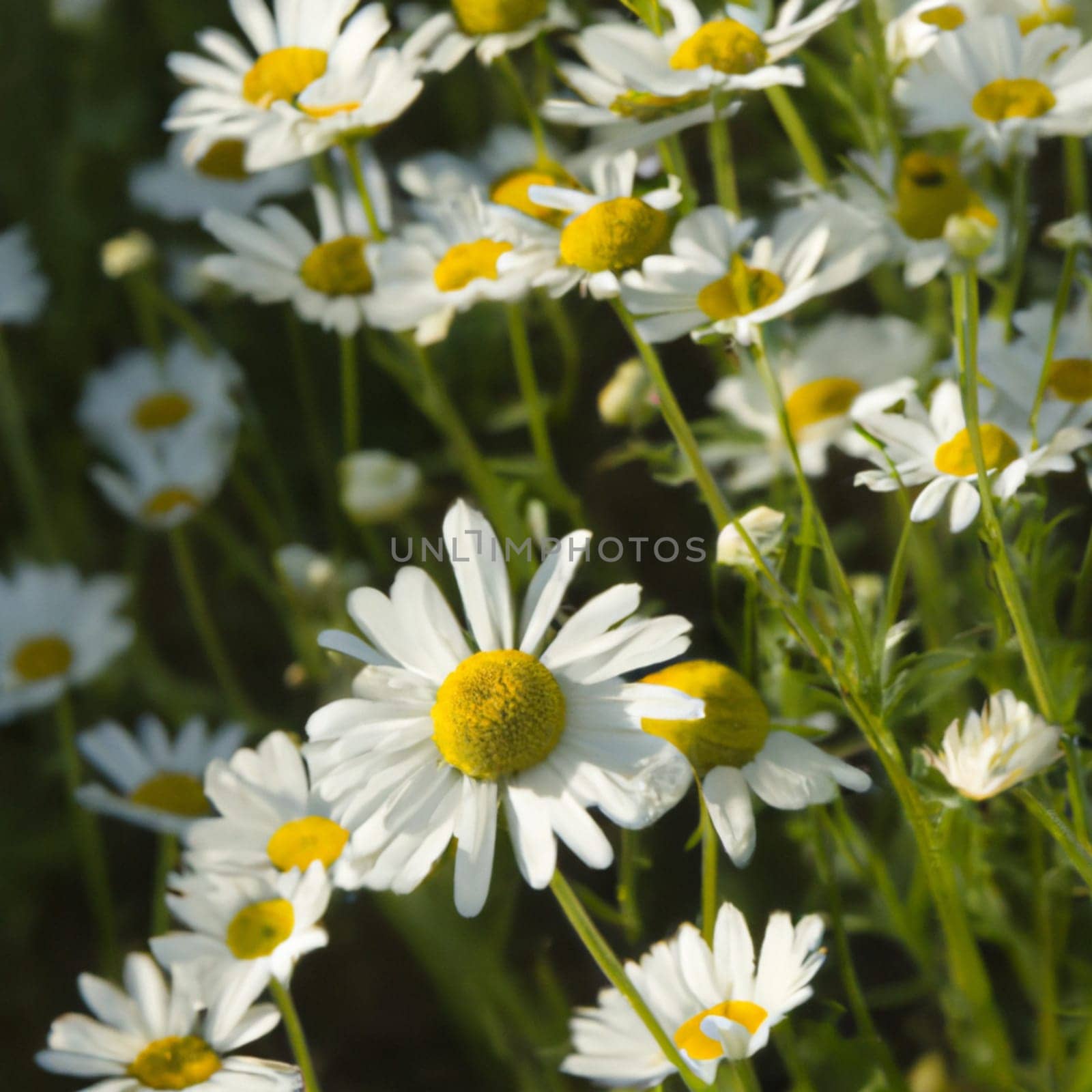 White Daisies flowers. Postcard or label design. Yellow flower earring. Aroma of chamomile pharmacy. Large blooming inflorescences on a green background. Meadow. Yellow disk and white rays. Matricaria