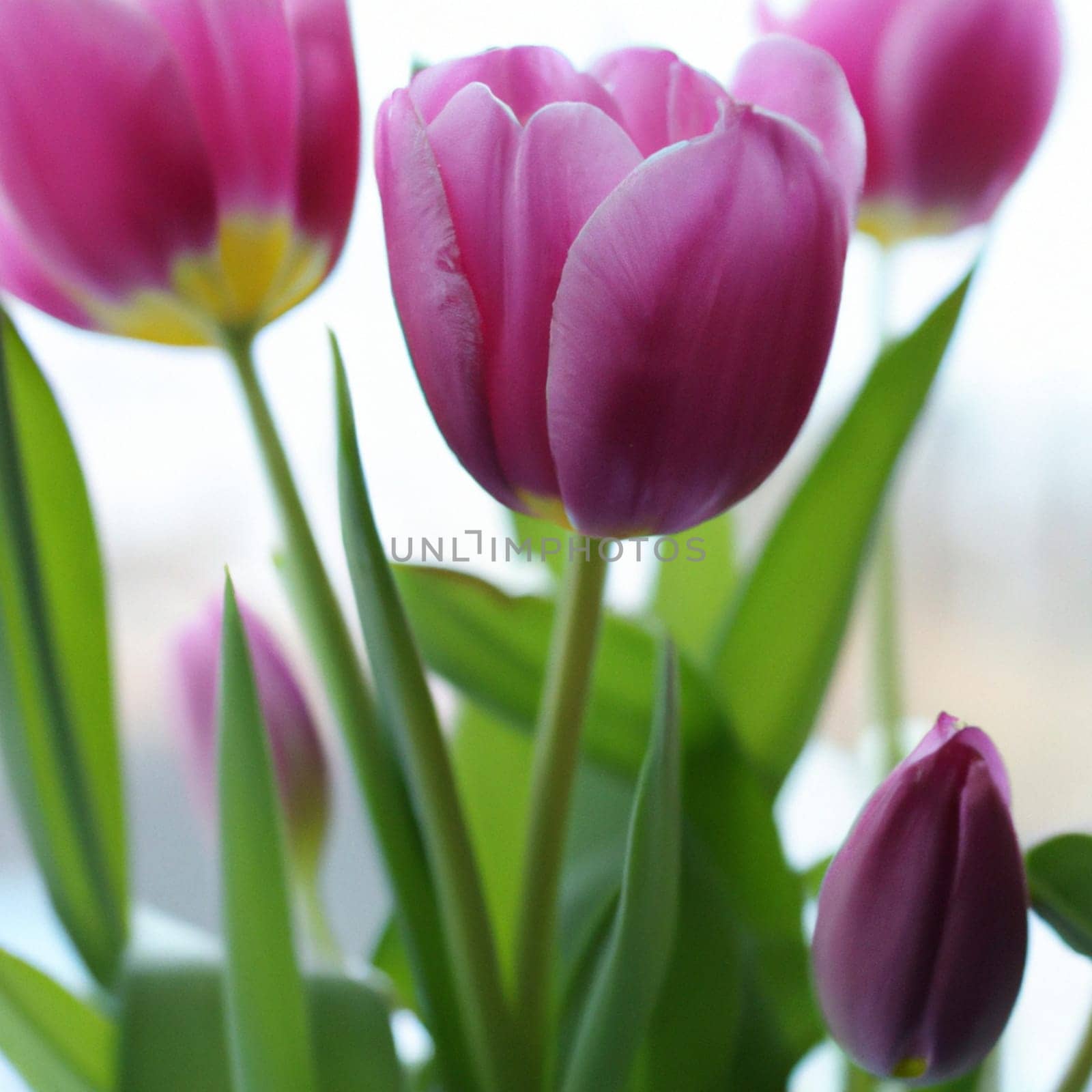 tulip Tulipa, bulbous herbs in the lily family Liliaceae. Tulips, garden flowers, cultivars and varieties have been developed. Flowers delicate pink purple. Beautiful buds. Landscaping, flowerbed.