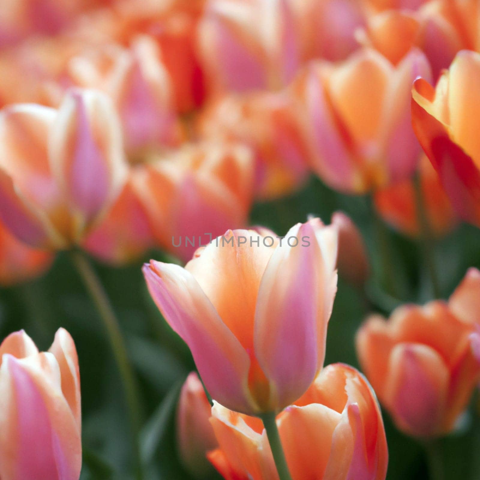 tulip Tulipa, bulbous herbs in the lily family Liliaceae. Tulips, garden flowers, cultivars and varieties have been developed. Flowers delicate pink red. Beautiful buds. Landscaping, flowerbed