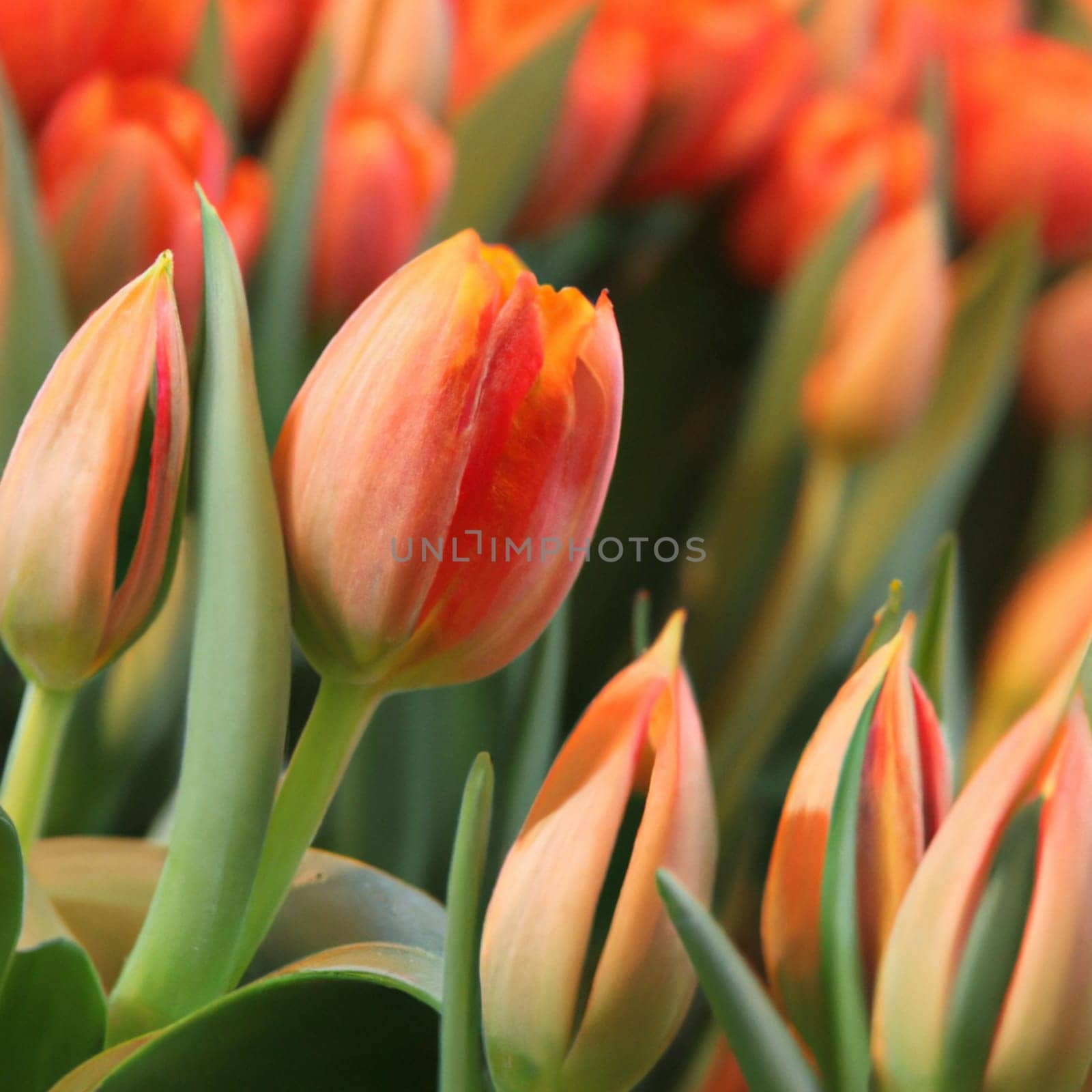 tulip Tulipa, bulbous herbs in the lily family Liliaceae. Tulips, garden flowers, cultivars and varieties have been developed. Flowers delicate pink yellow. Beautiful buds. Landscaping, flowerbed.