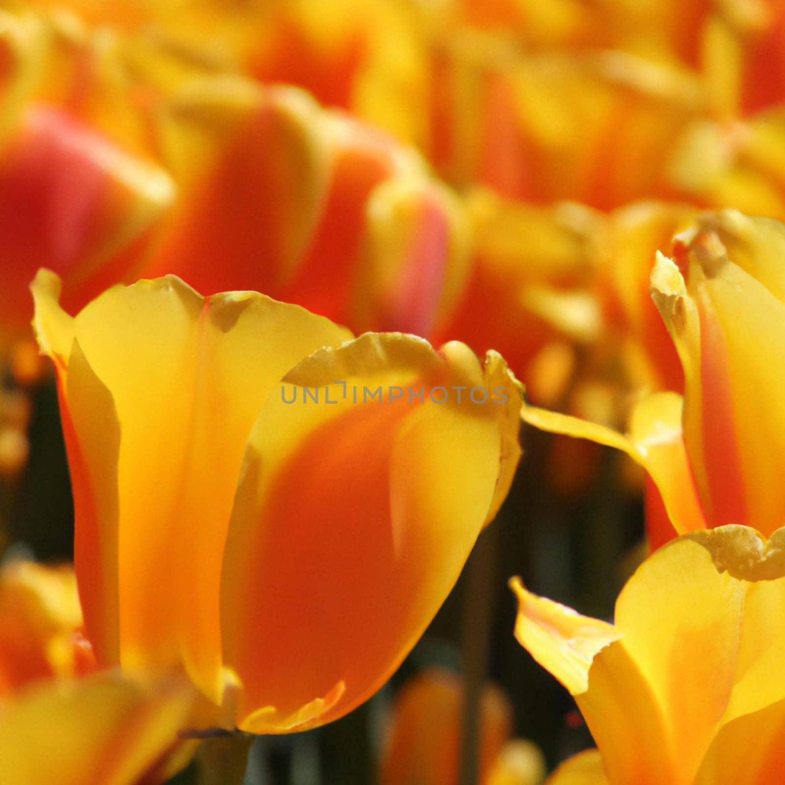 tulip Tulipa, bulbous herbs in the lily family Liliaceae. Tulips, garden flowers, cultivars and varieties have been developed. Flowers delicate pink yellow. Beautiful buds. Landscaping, flowerbed.