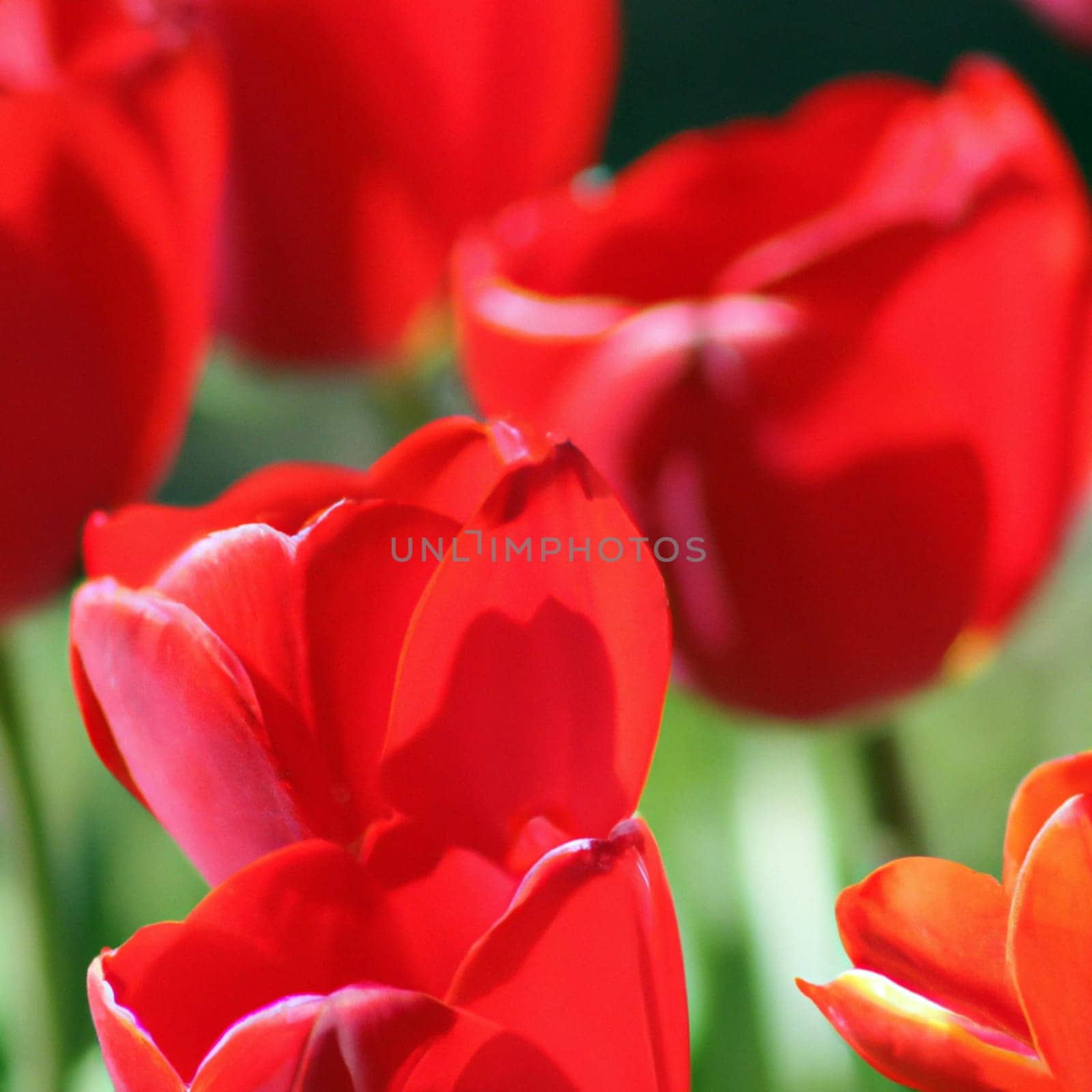 tulip Tulipa bulbous herbs in lily family Liliaceae. Tulips, garden flowers, cultivars and varieties. Flowers delicate bright reddish red color. Beautiful buds. Landscaping. Variety Darwin hybrids.