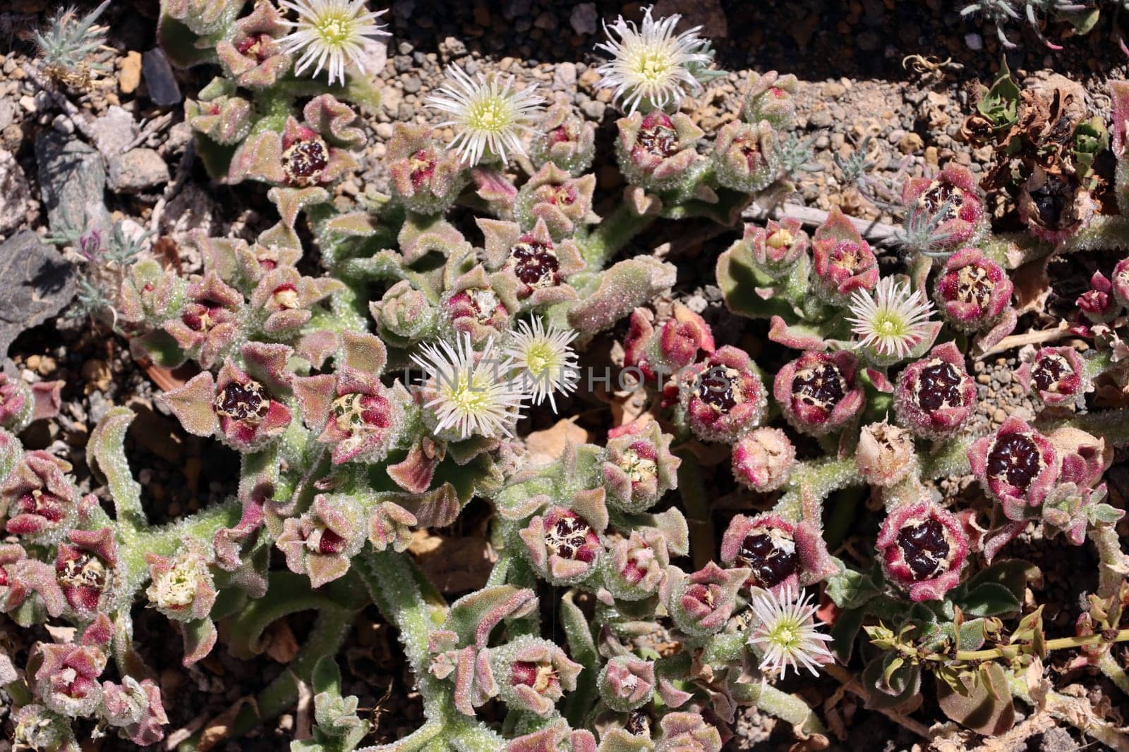 Eiskraut Mesembryanthemum crystallinum, Gran Canaria, Spanien, San Agustin