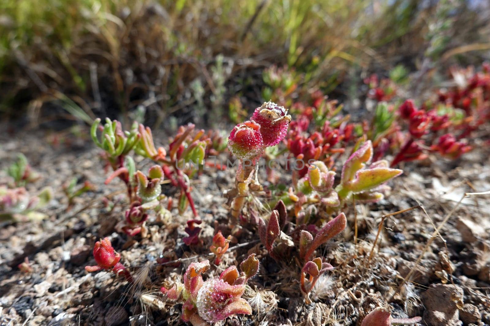 Eiskraut Mesembryanthemum crystallinum, Gran Canaria, Spanien, San Agustin