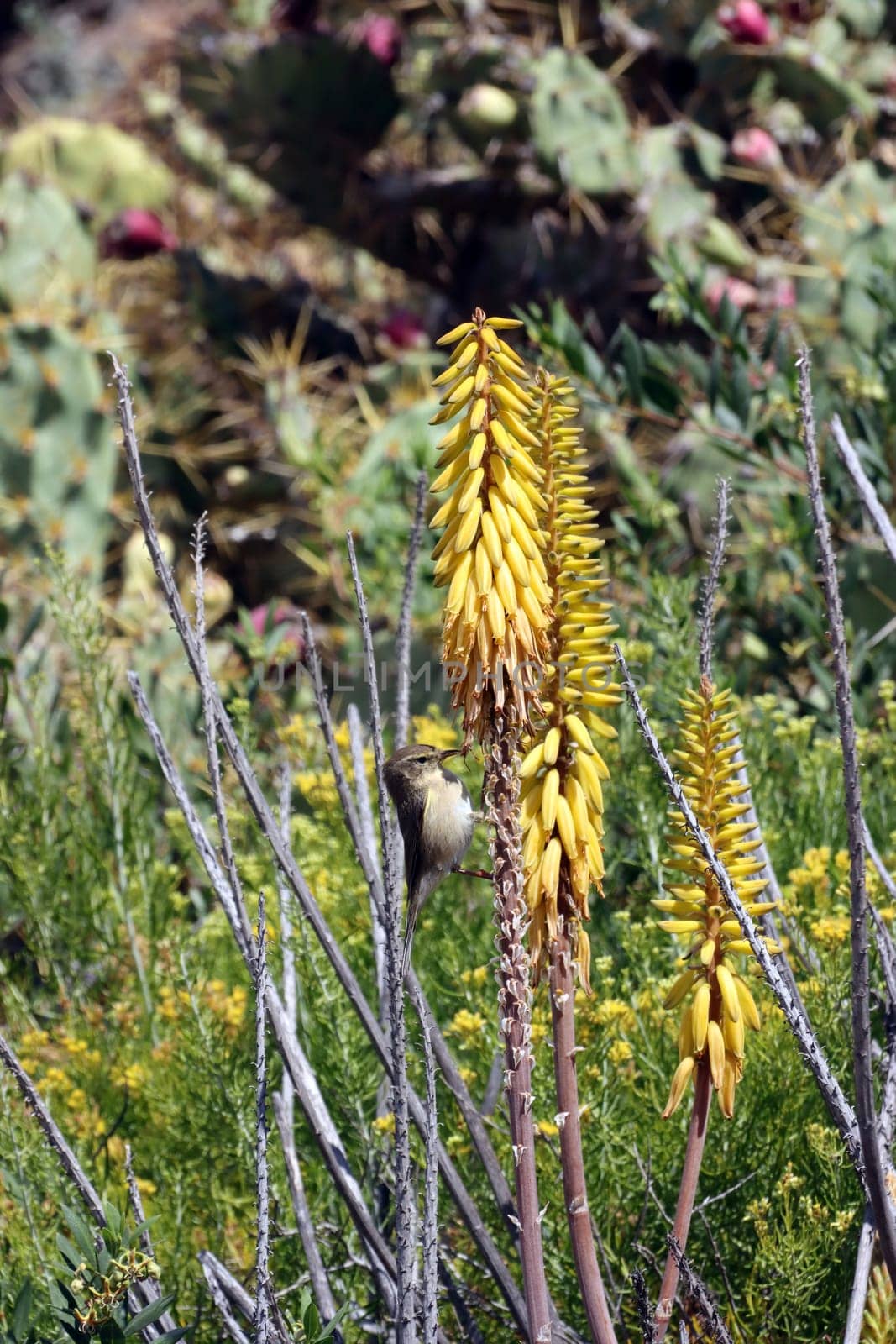 Kanarenzilpzalp, Kanaren-Zilpzalp - Phylloscopus canariensis an einer echten Aloe (aloe vera), Gran Canaria, Spanien, San Agustin