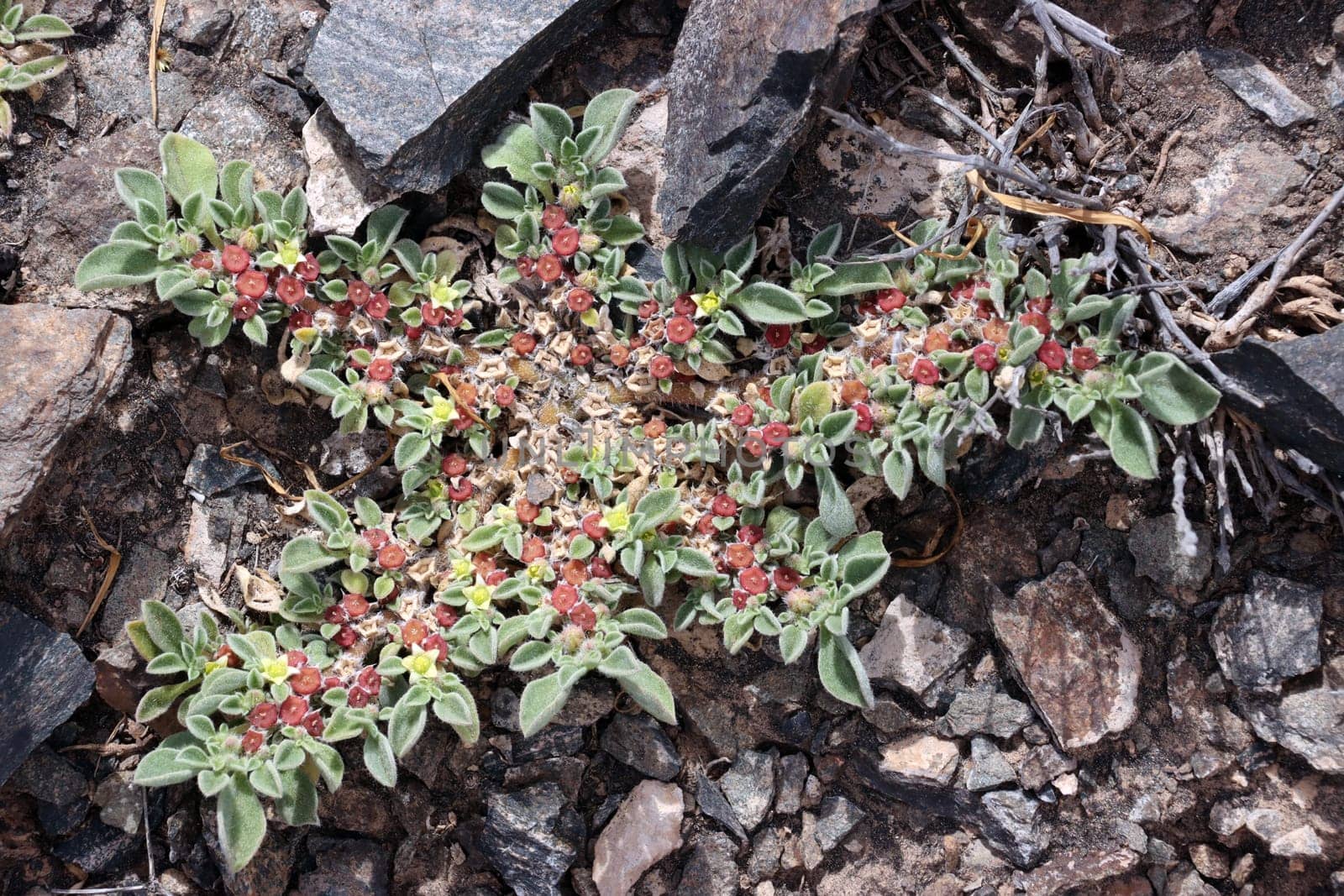 Kanaren-Eiskraut - Aizoon canariense, Gran Canaria,Spanien, San Agustin