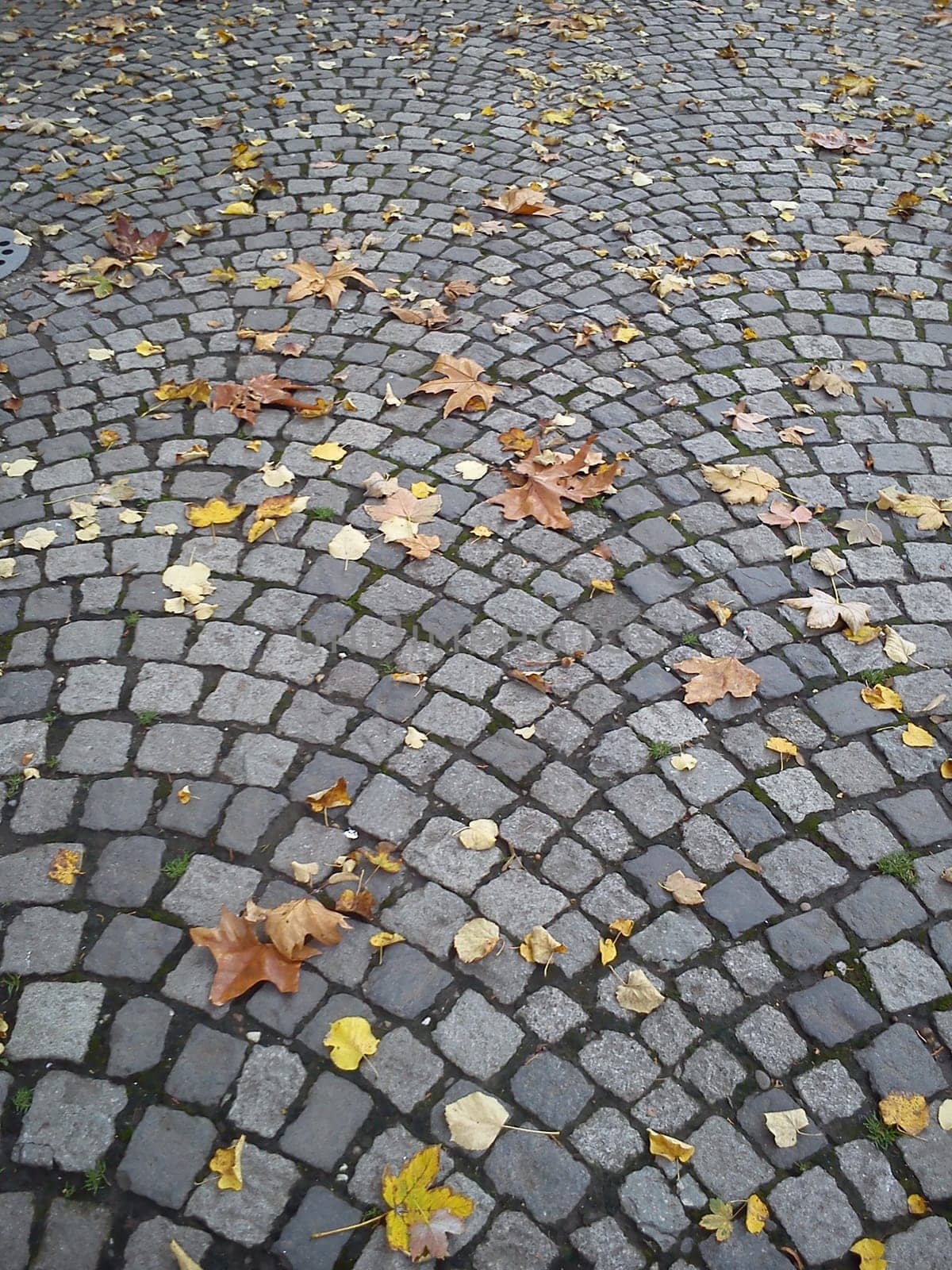 Fallen, withered yellow and brown maple leaves lie on the paving stones. The fading of nature on a rainy day. Gray old stone tile in a city park