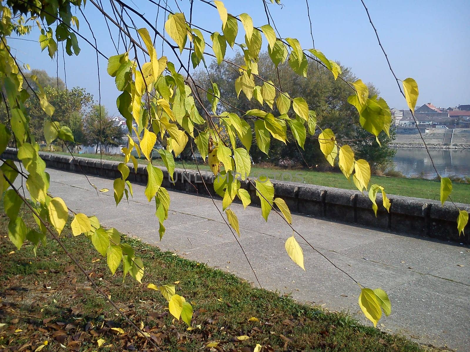 Closeup of birch branches with yellow leaves. Bright leaves shine brightly on the background of the river landscape. Golden autumn is in full swing. In the background is the Danube River and the city