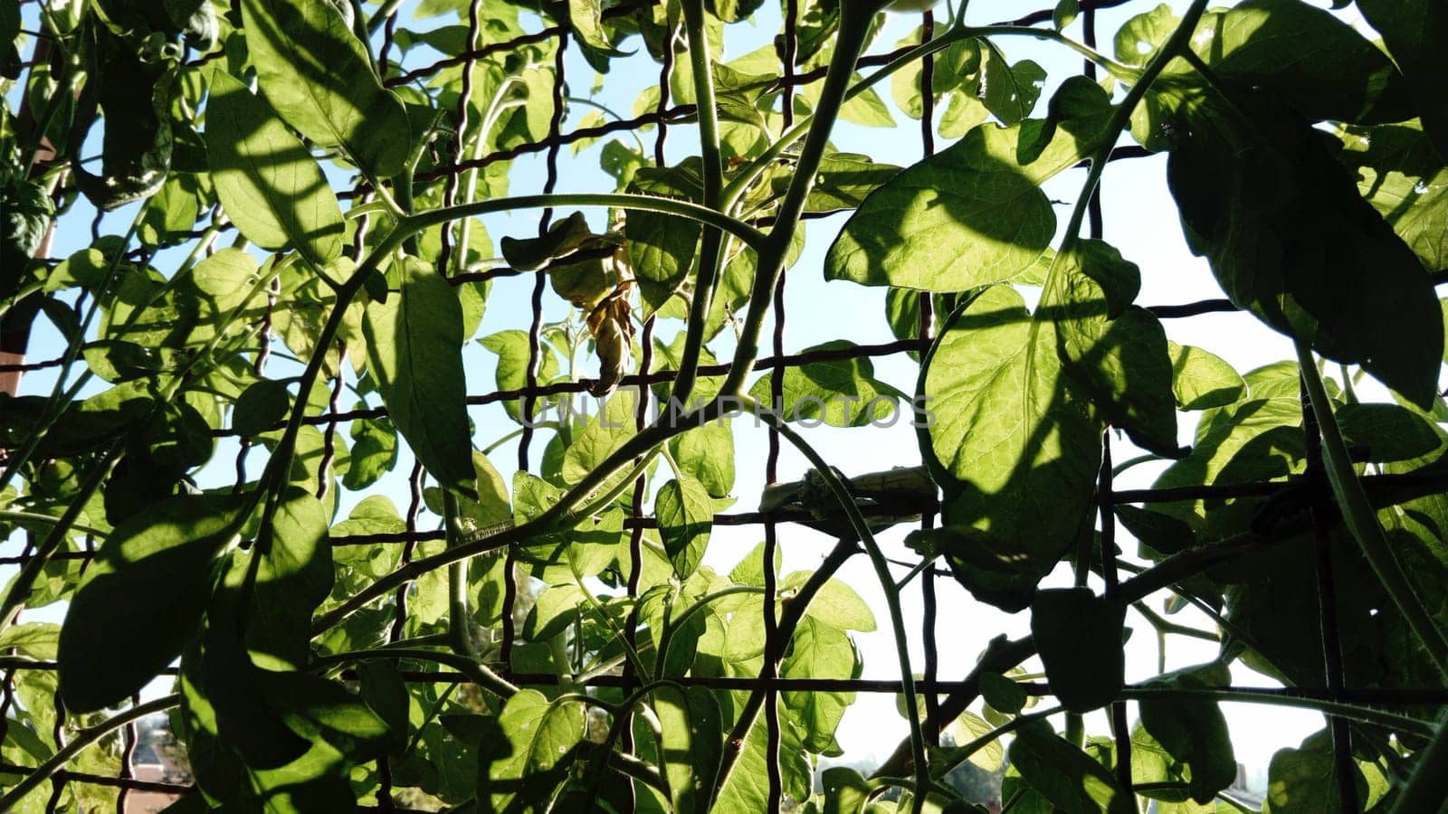 Thick tomato tops. Tomatoes planted on the balcony, in the open ground. The plant rests on a metal grid - netting. Hot sunny day and blue sky. Saturated greenery of a healthy plant