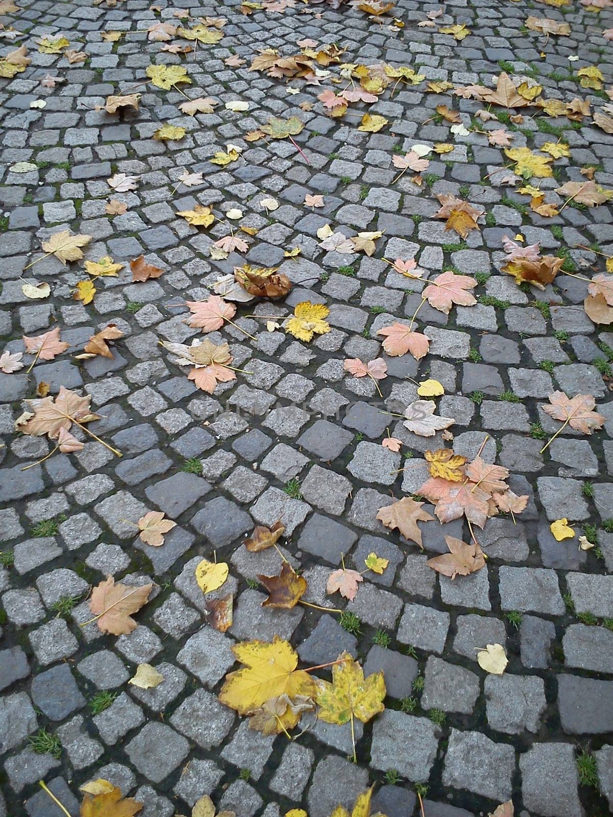 Fallen, withered yellow and brown maple leaves lie on the paving stones. The fading of nature on a rainy day. Gray old stone tile in a city park