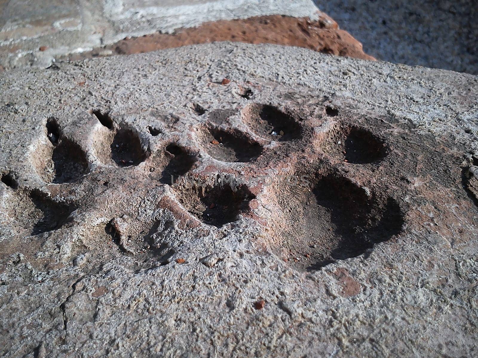 The animal left traces of its forepaws on dry cement. Each track has 4 fingers and 4 claws. An unusual imprint on concrete structures in the city center.