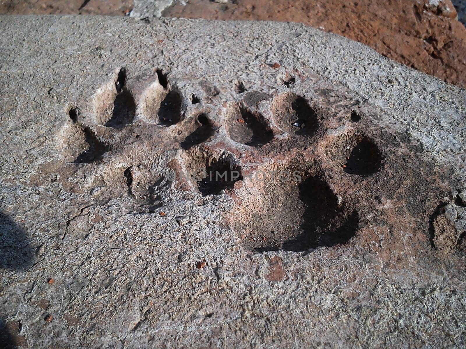 The animal left traces of its forepaws on a concrete slab. Each paw has 4 fingers and 4 claws. Unusual imprint in the city center.