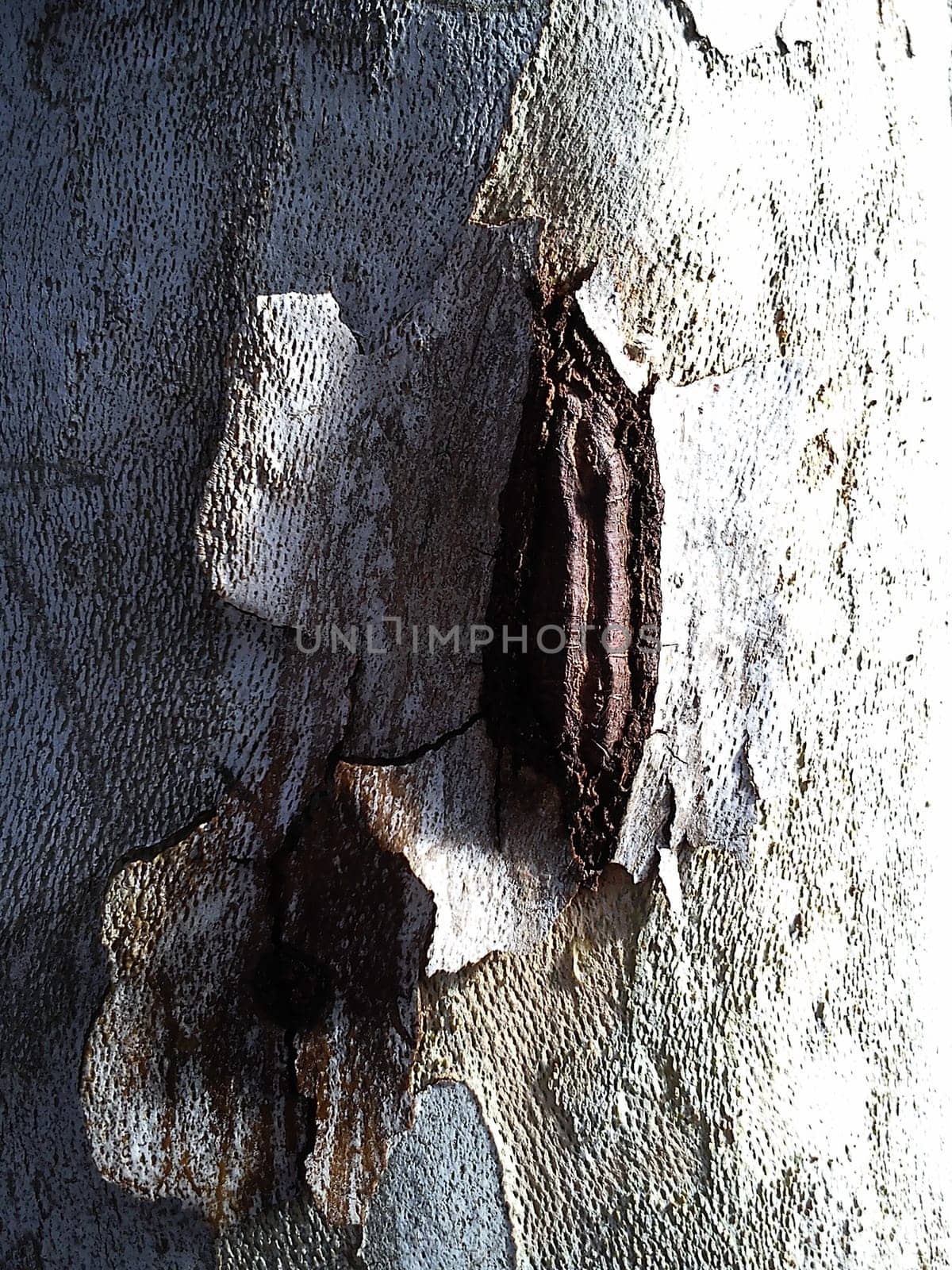 Damaged surface of a plane tree trunk. Ulceration on the cortex caused by disease, virus, or rotting after breaking off a branch or after a deep cut with a knife. Hollow formation in the trunk.