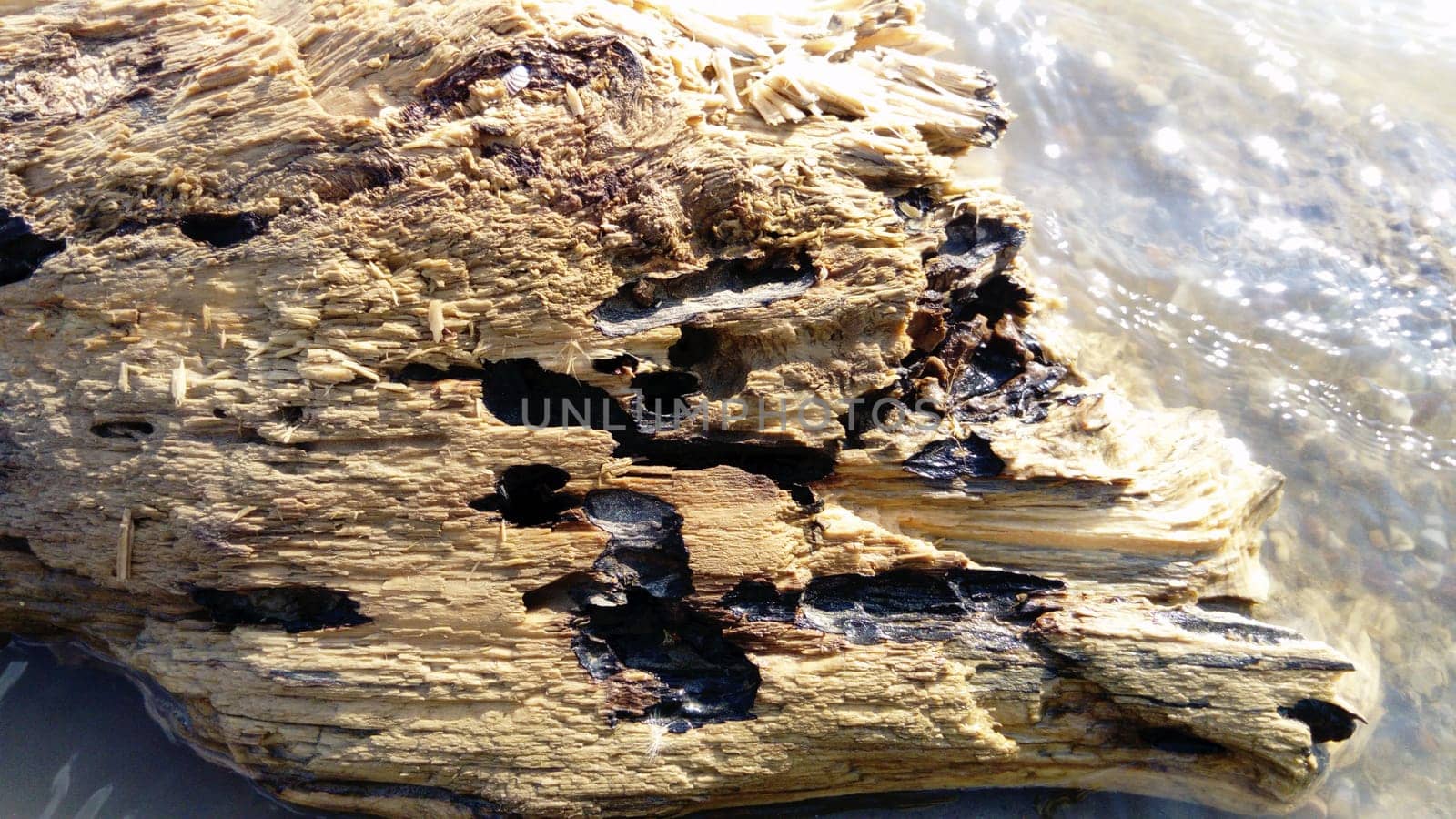 Wet crumbling wood close-up. A wooden surface that is in the water for a long time. Woody balance floated downstream.