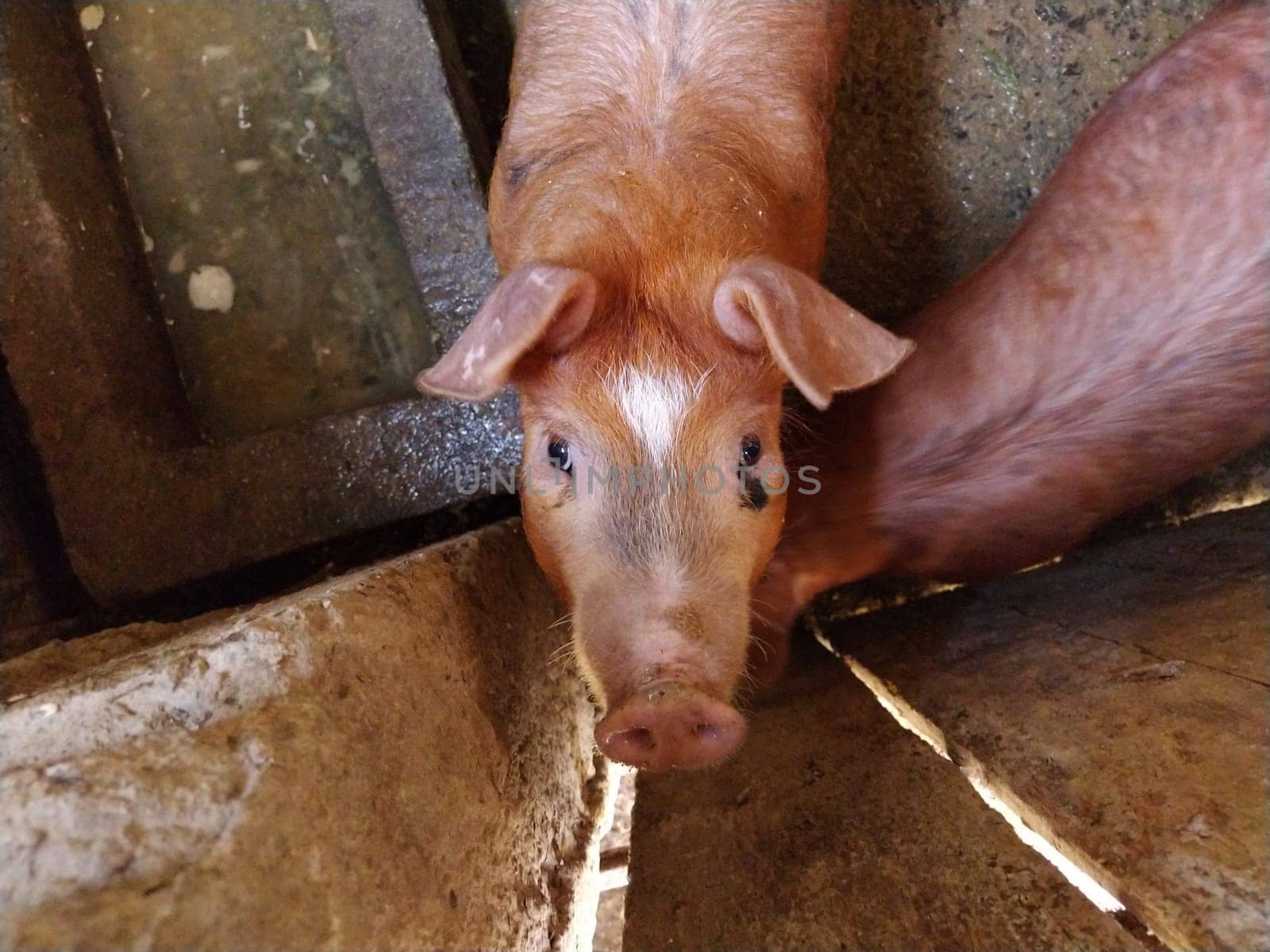pig in the barn. The animal raised its head and looks into the camera. Livestock raising in the countryside. Dirty floor in the barn under the feet of the pig.
