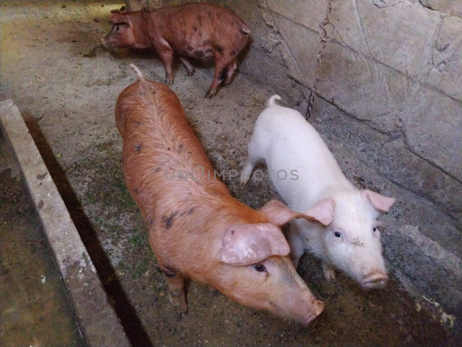 Three little pigs in a stable. Cheerful animals in the barn. Young pigs for fattening. Piglets are looking at the camera. Two red-brown pigs and one pink and white.