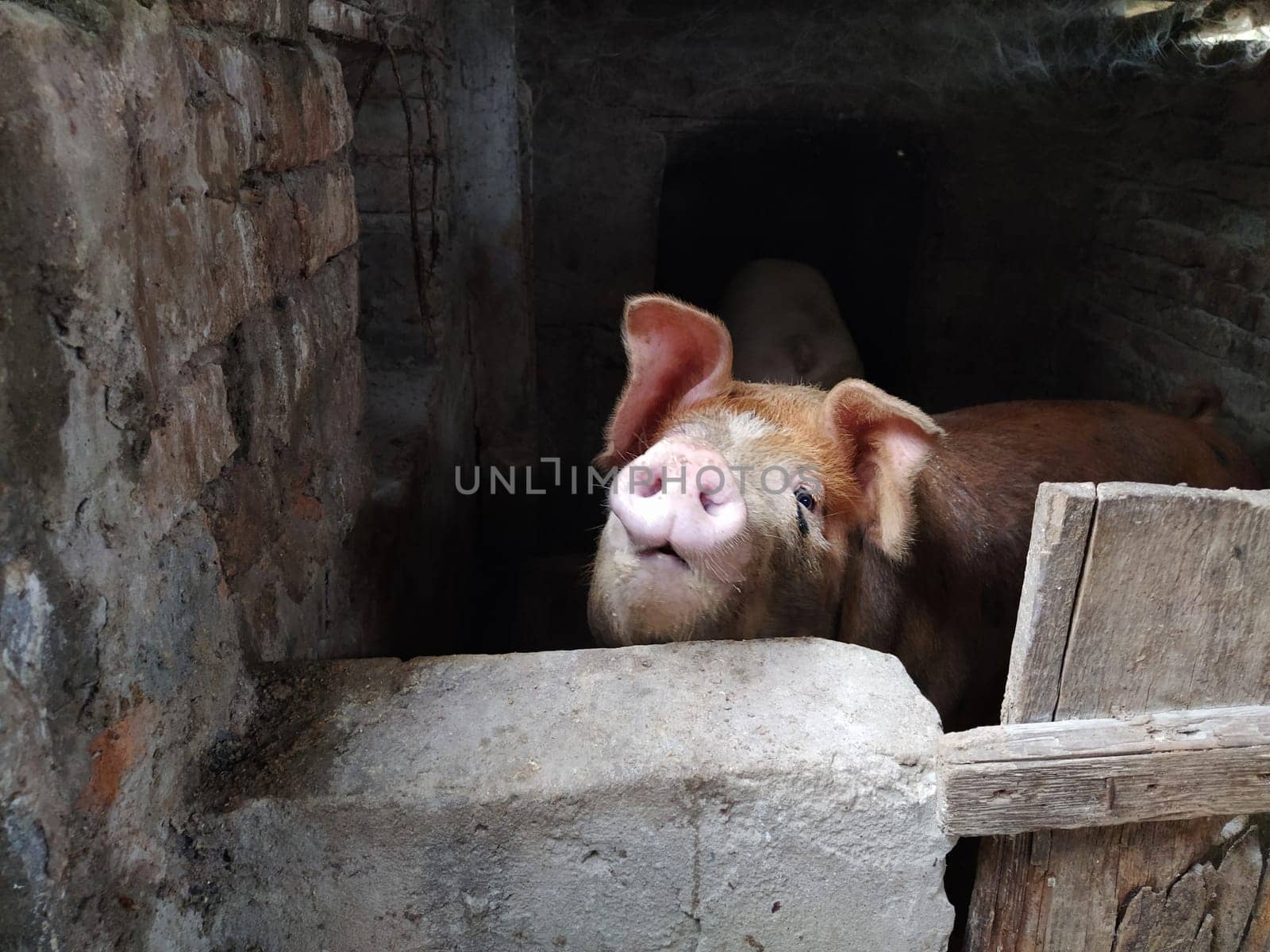 A pig with a brown skin in a pigsty. Agriculture. Pork production. Pig's face and nose. The animal looks at the photographer