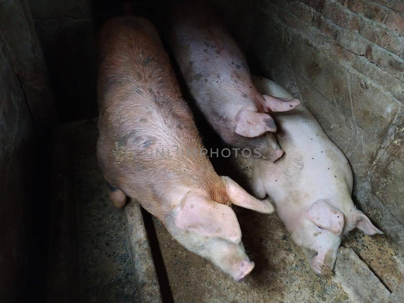 Three pigs in a pigsty. Agriculture. Pork production. Piglets of meat breed