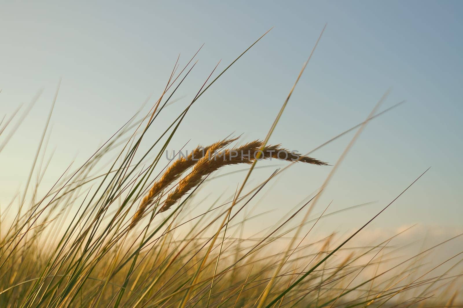 Grass on a dune on the coast at sunset. Nature photo during a hike on the Baltic Sea. Landscape photo
